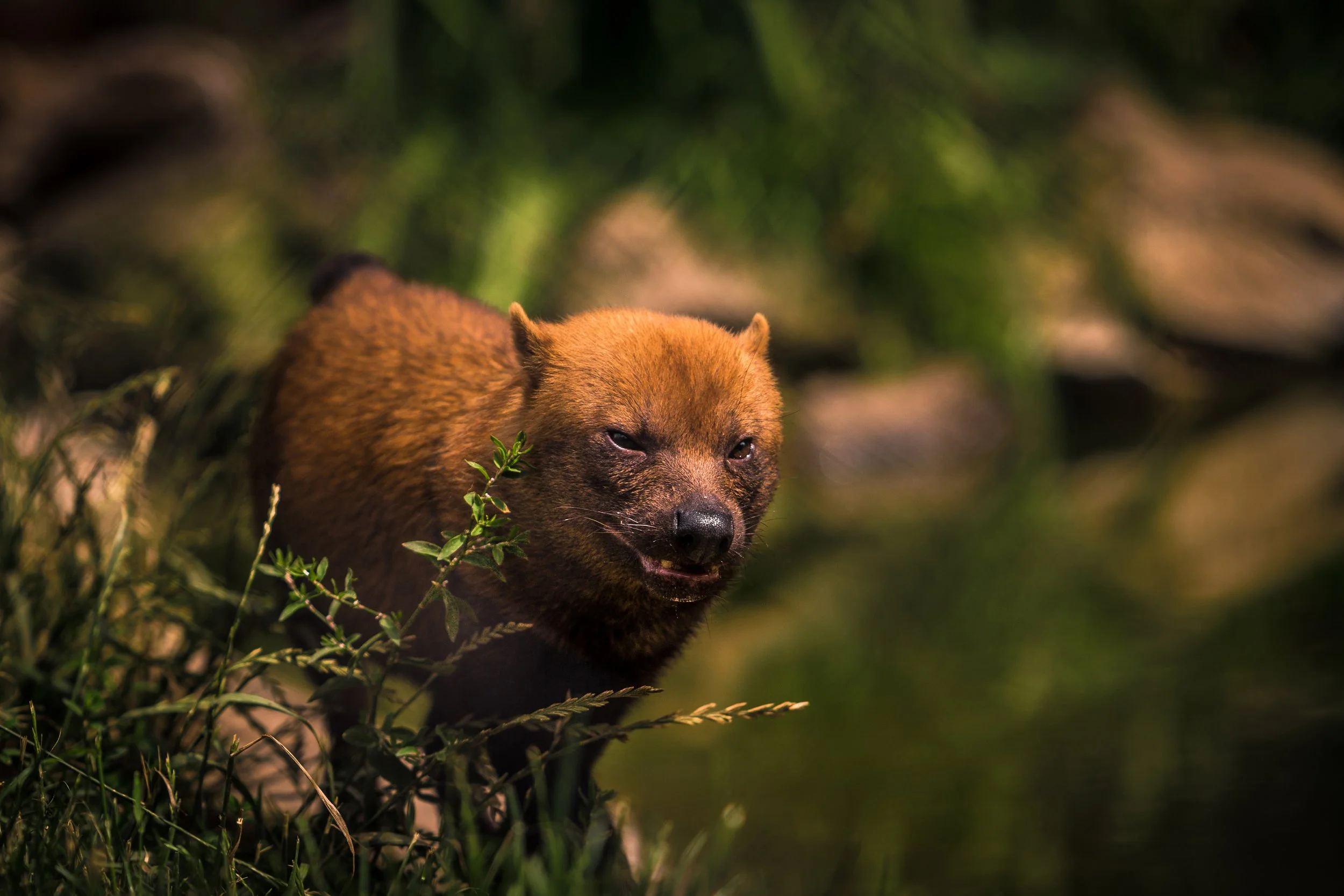 Rob Clayton Photography - Nature Portfolio 51.jpg