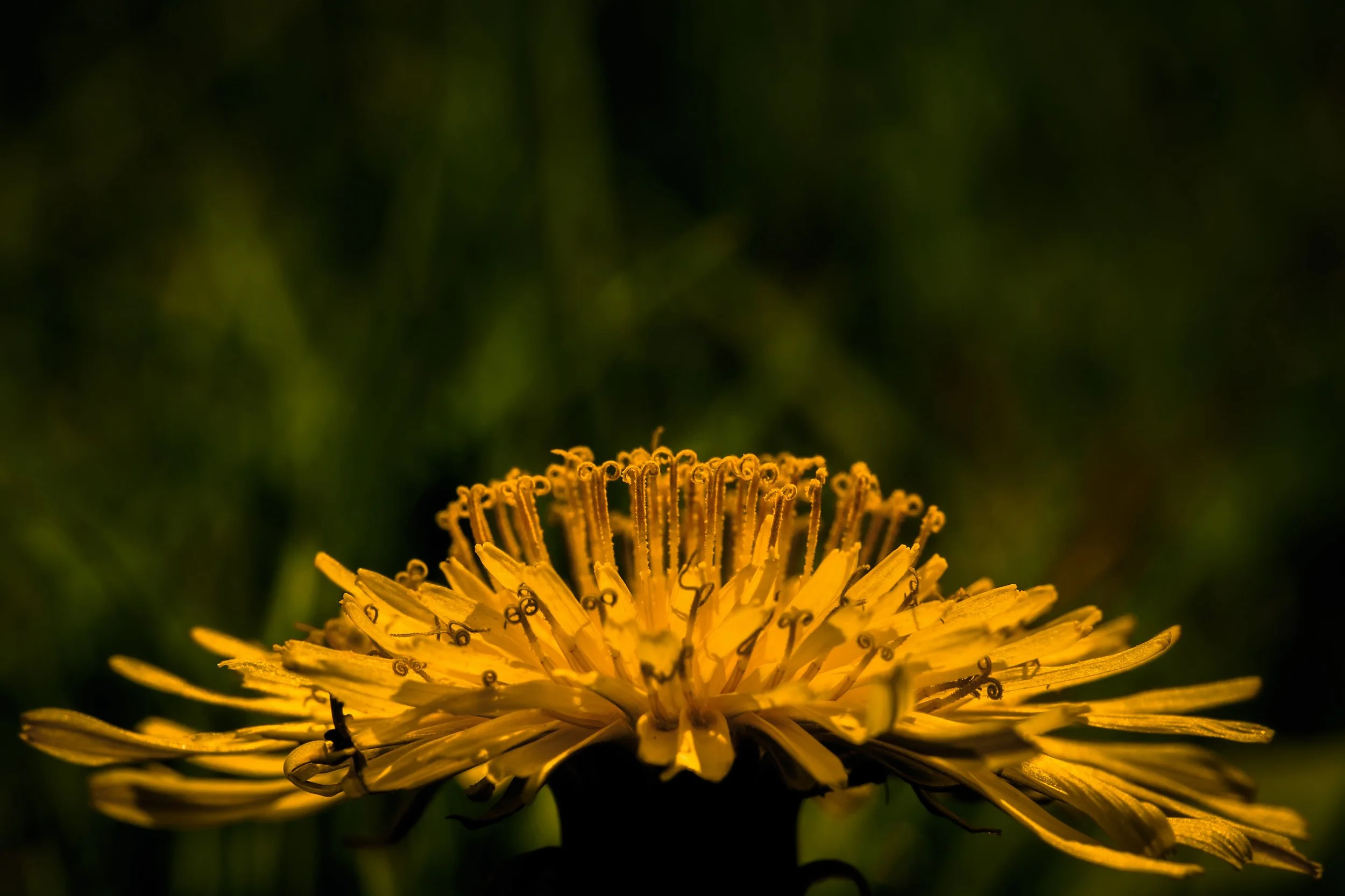 close up macro photo of dandelion in garden