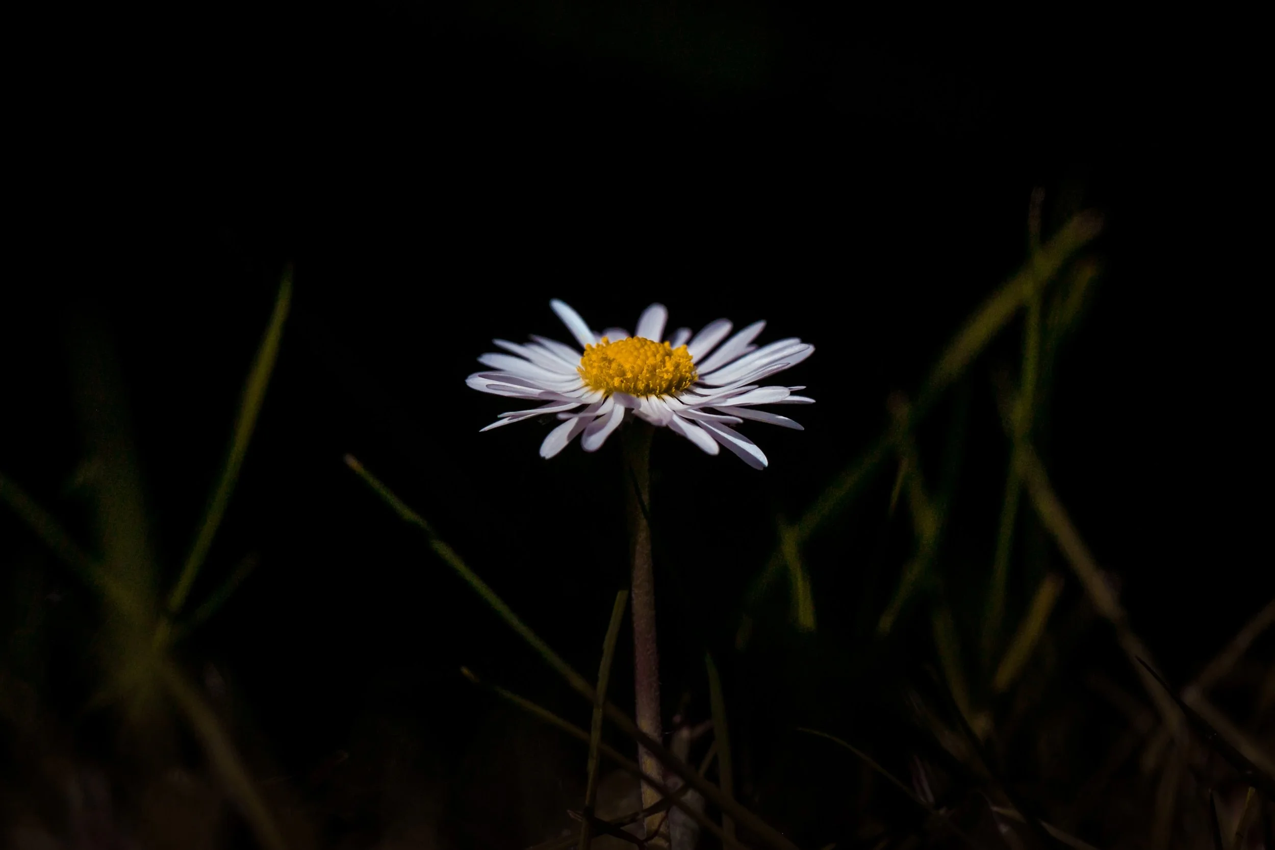 daisy in garden with dark background