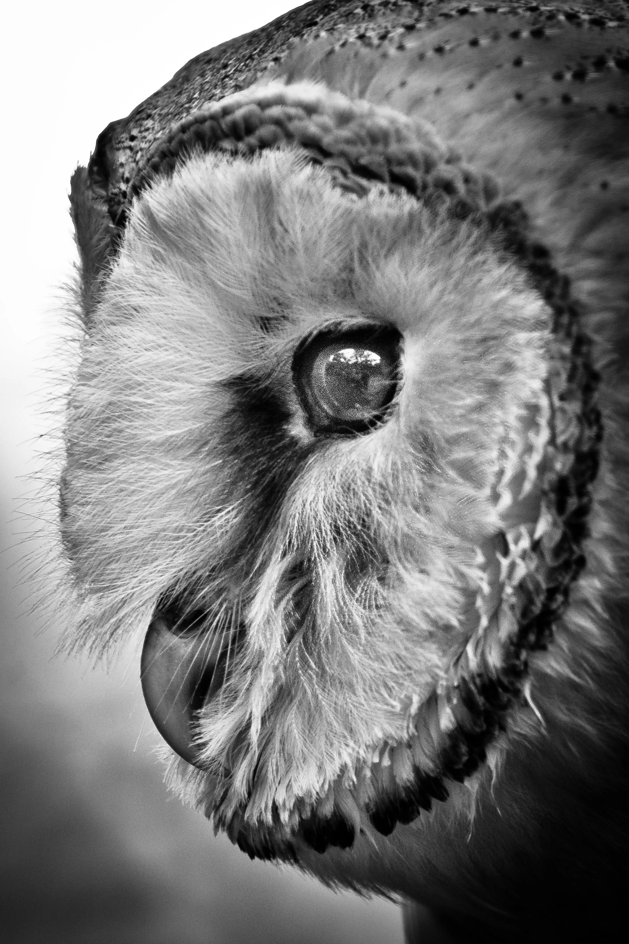dramatic close up black and white portrait of snowy owl eye