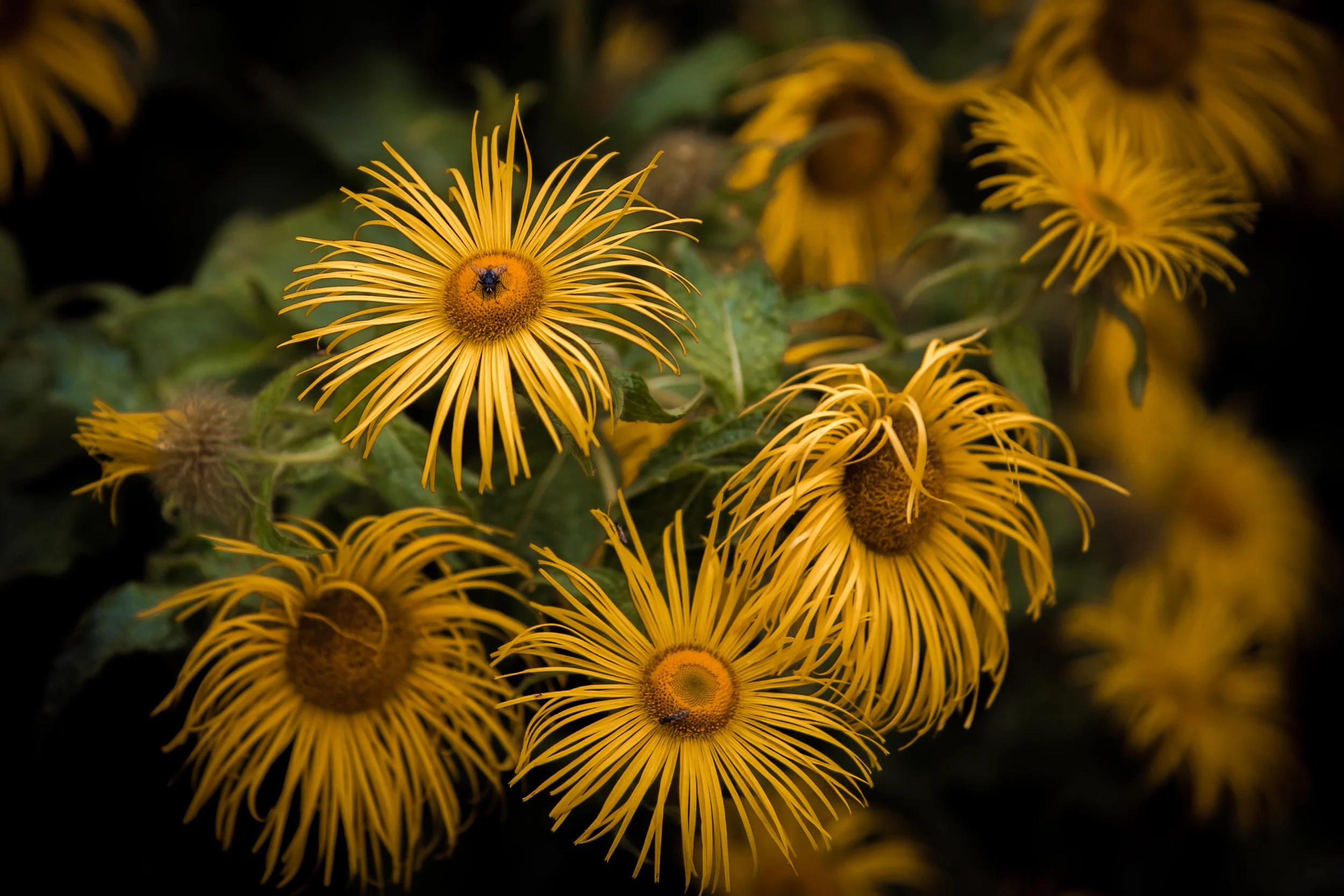 sunflowers-pattern-nature-photography.jpg