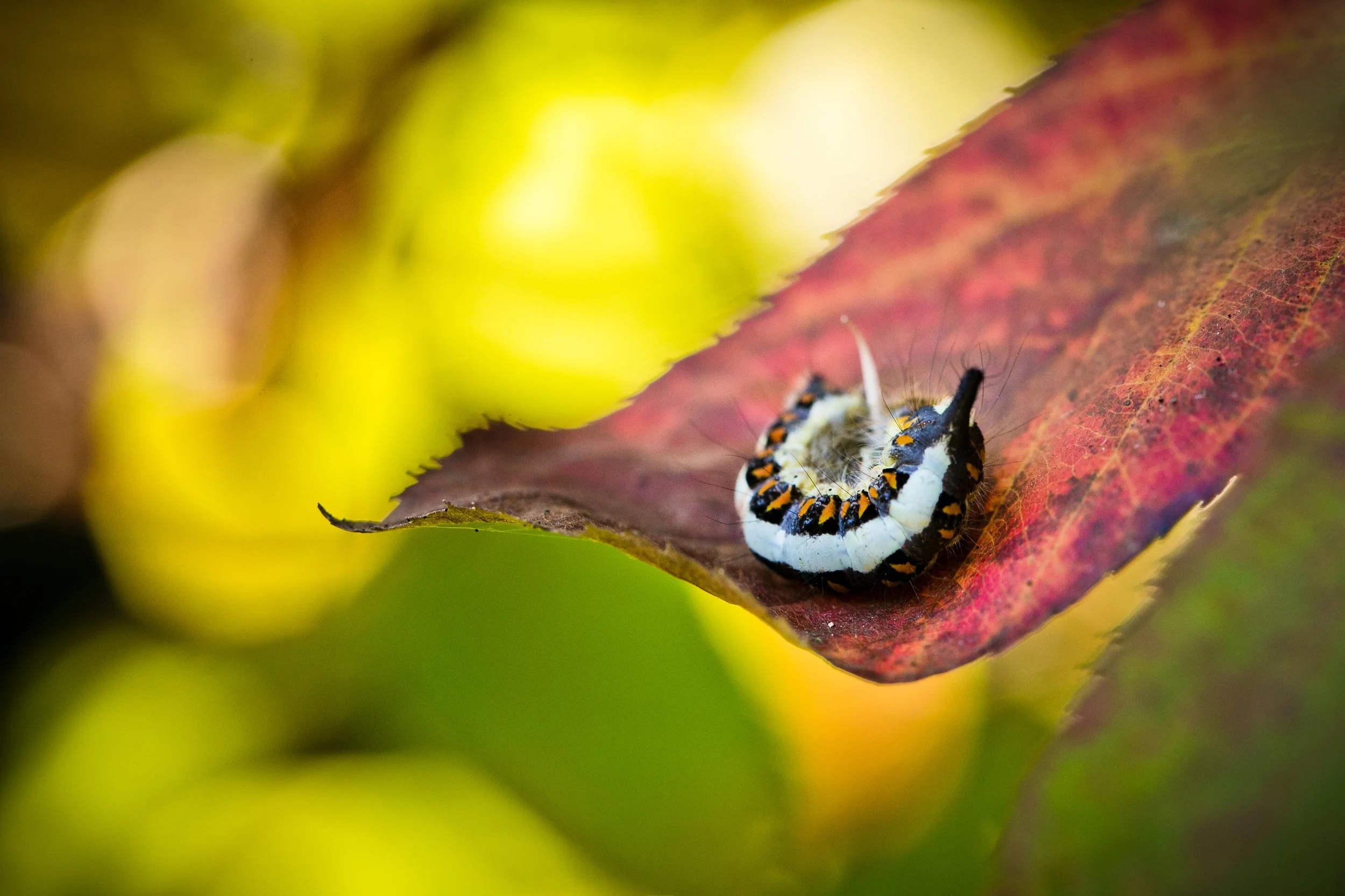 caterpillar curled up on red leaf