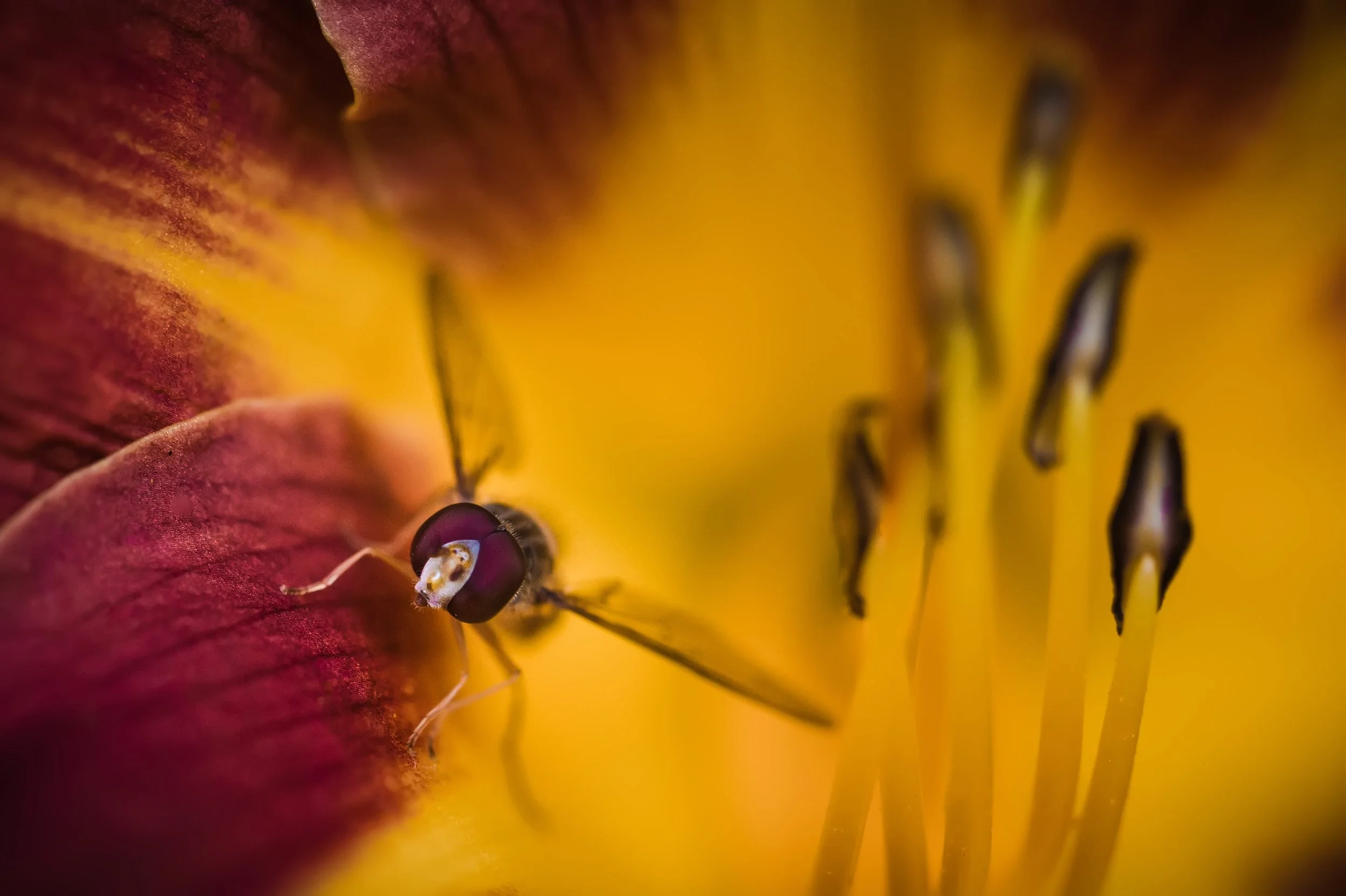 fly inside a yellow and red flower