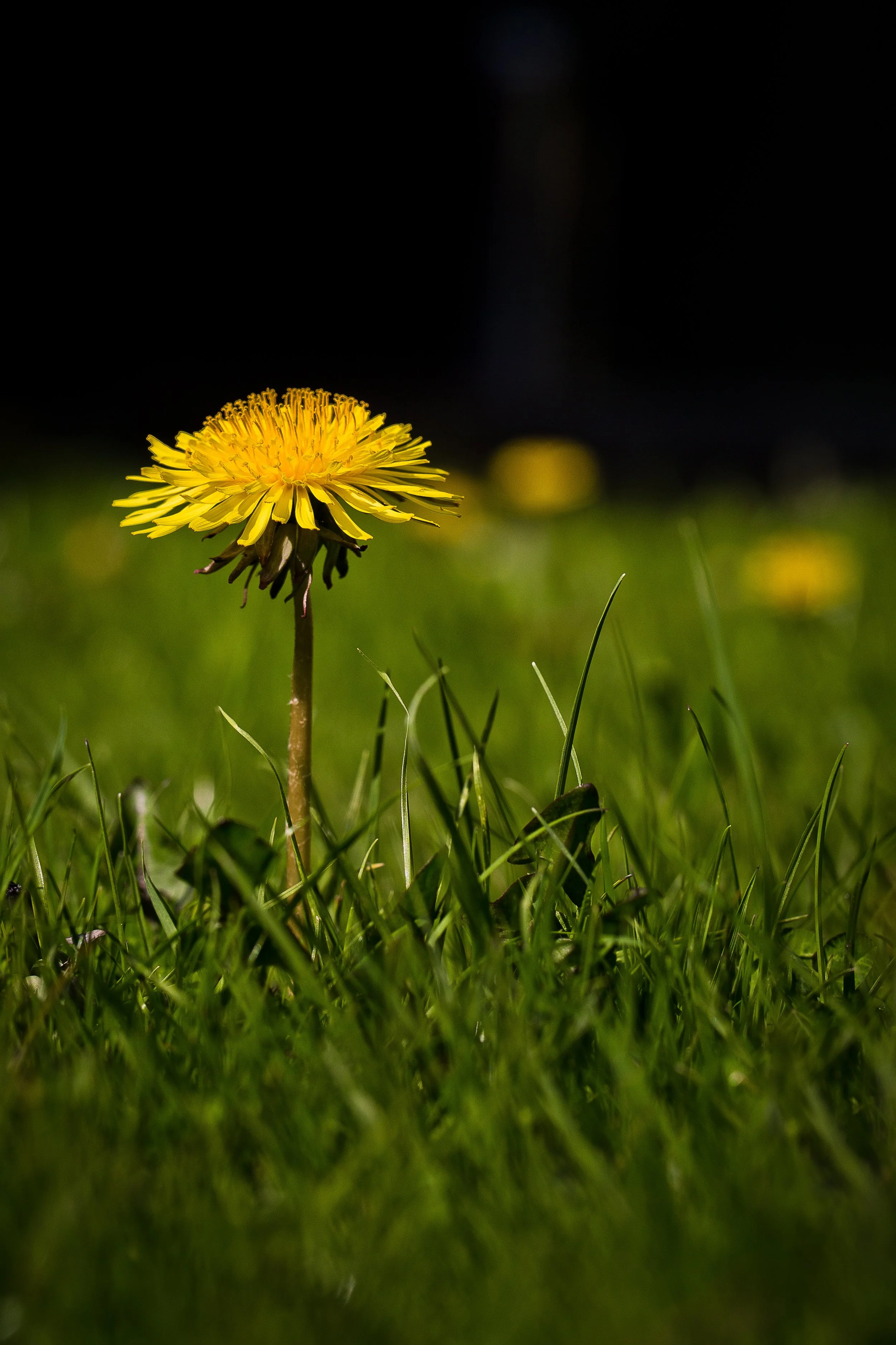 low perspective of dandelion amongst grass