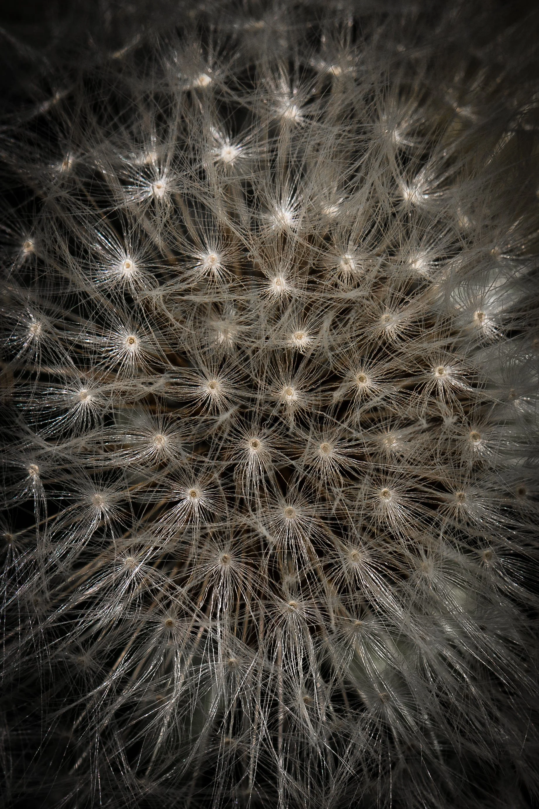 close up macro of dandelion seeds