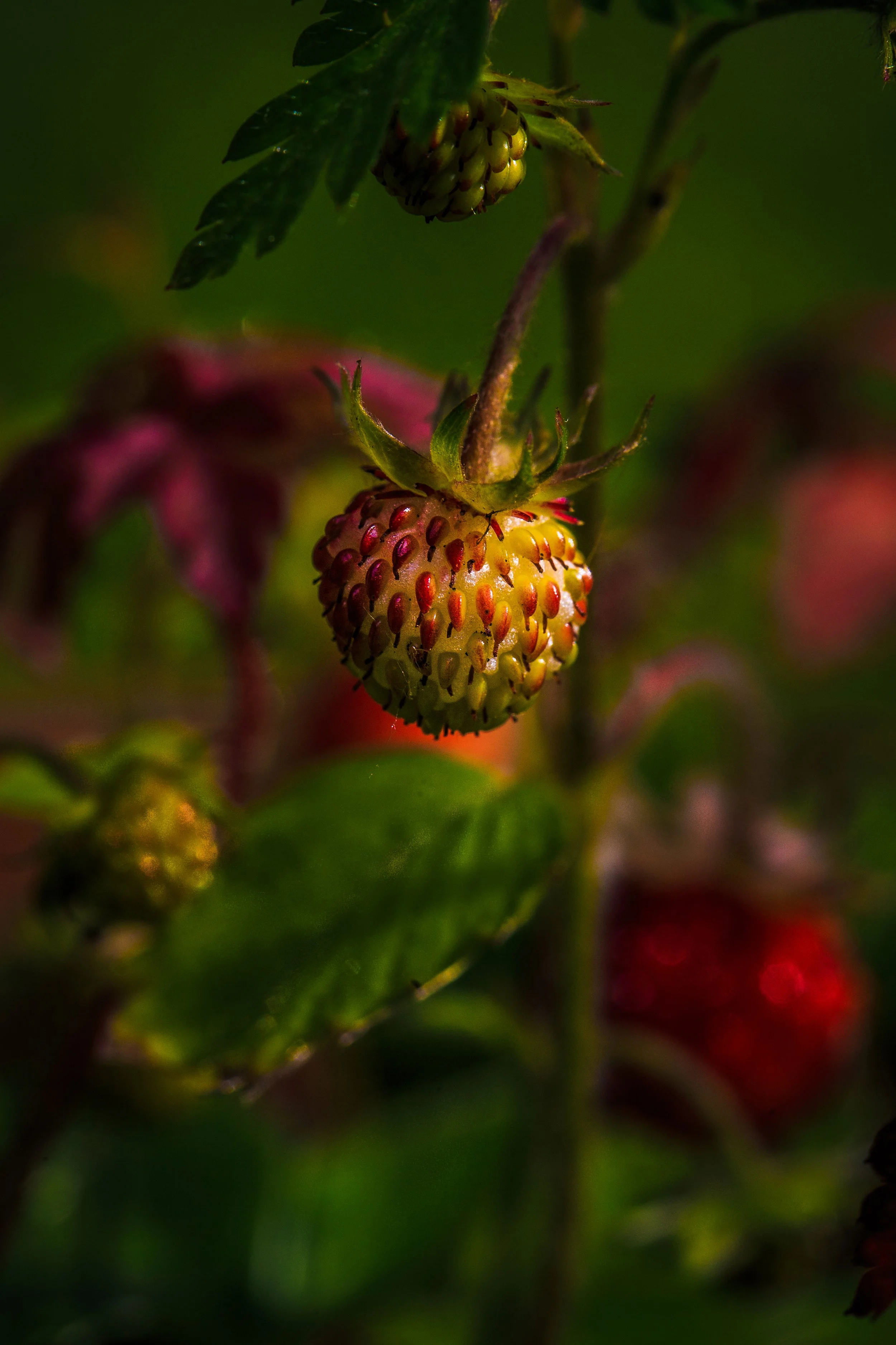 small colourful strawberry growing in garden macro photography nature insect up close 