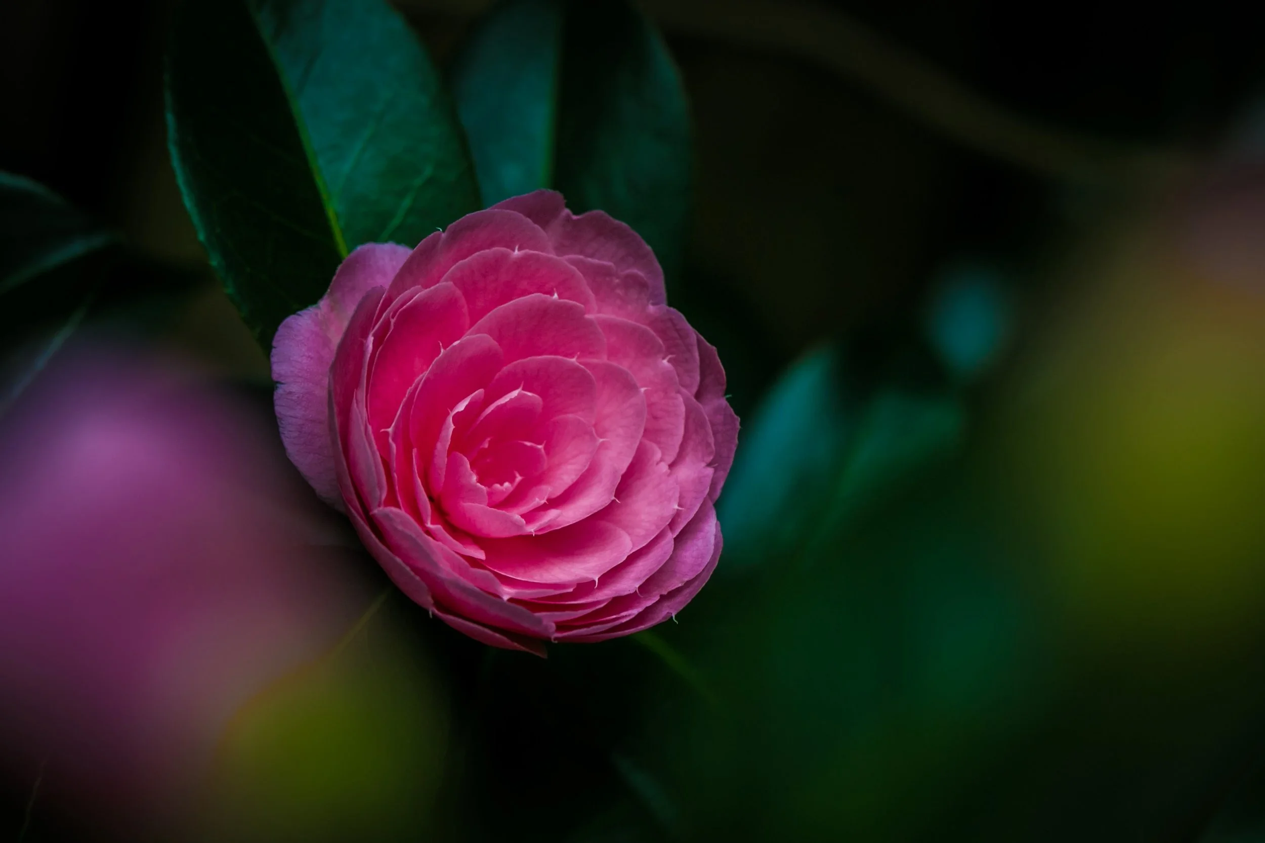 nature-photography-pink-rose-flower-macro-2.jpg