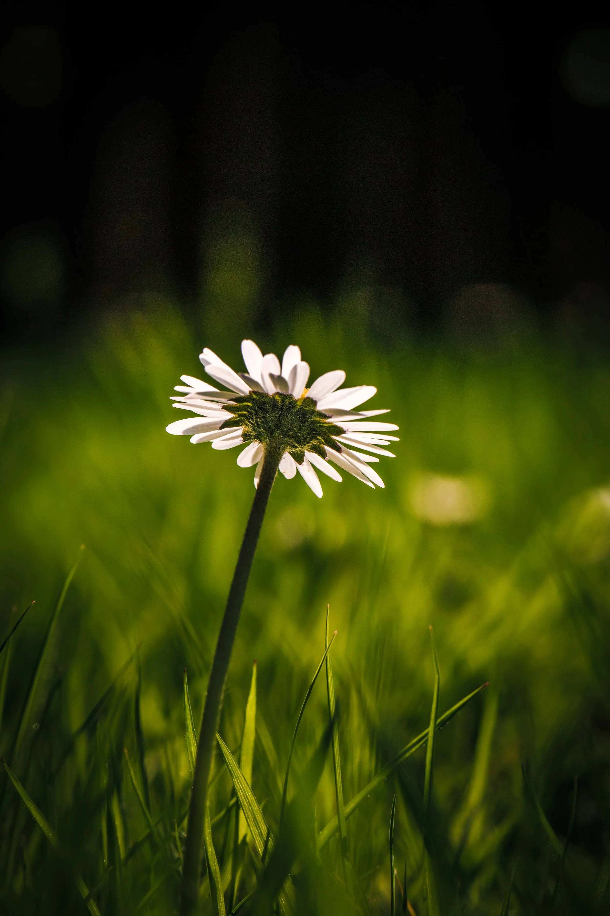 macro photo of daisy in garden