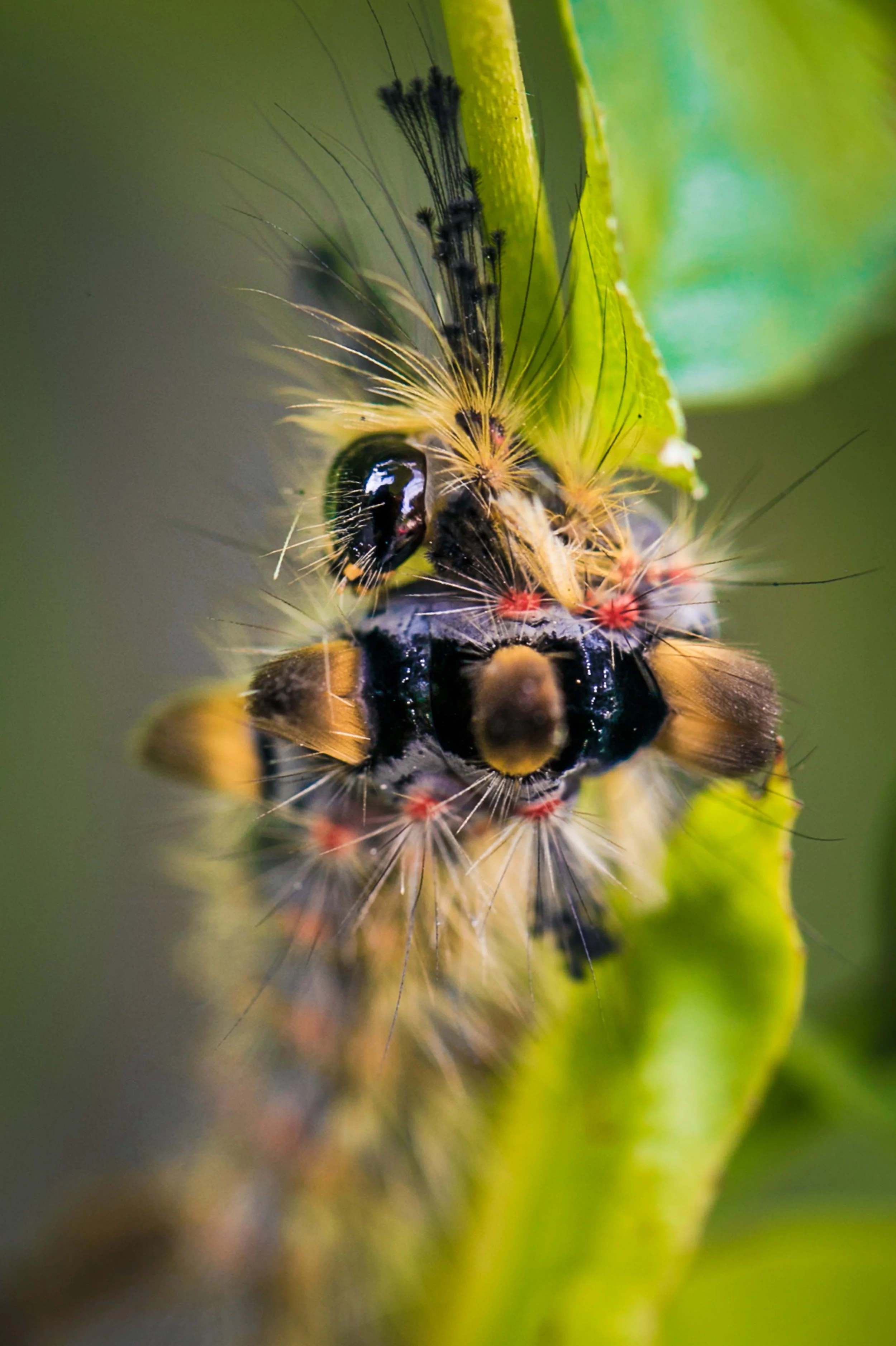 two vapourer moth caterpillars macro nature photography