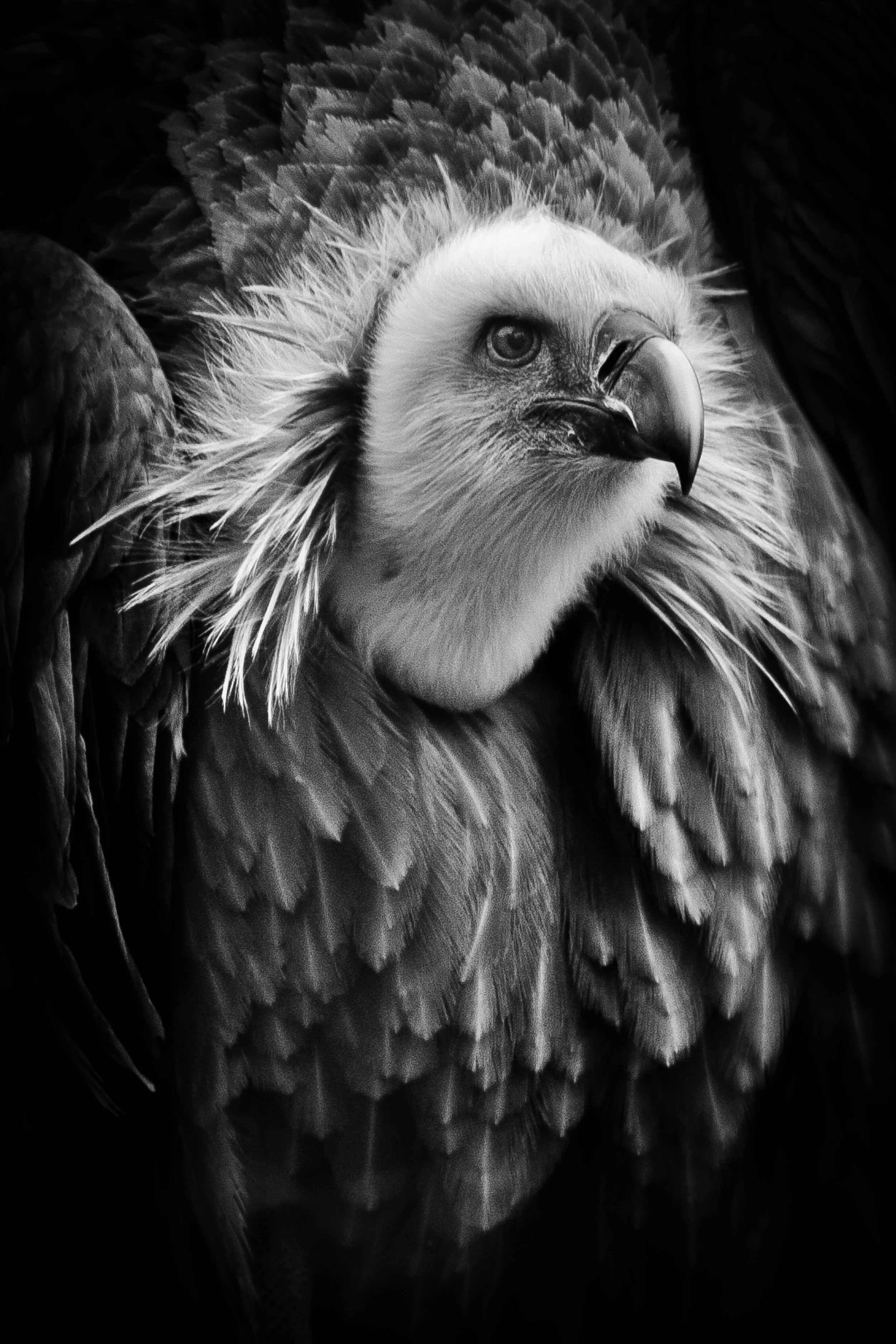 dramatic black and white portrait of vulture with black background