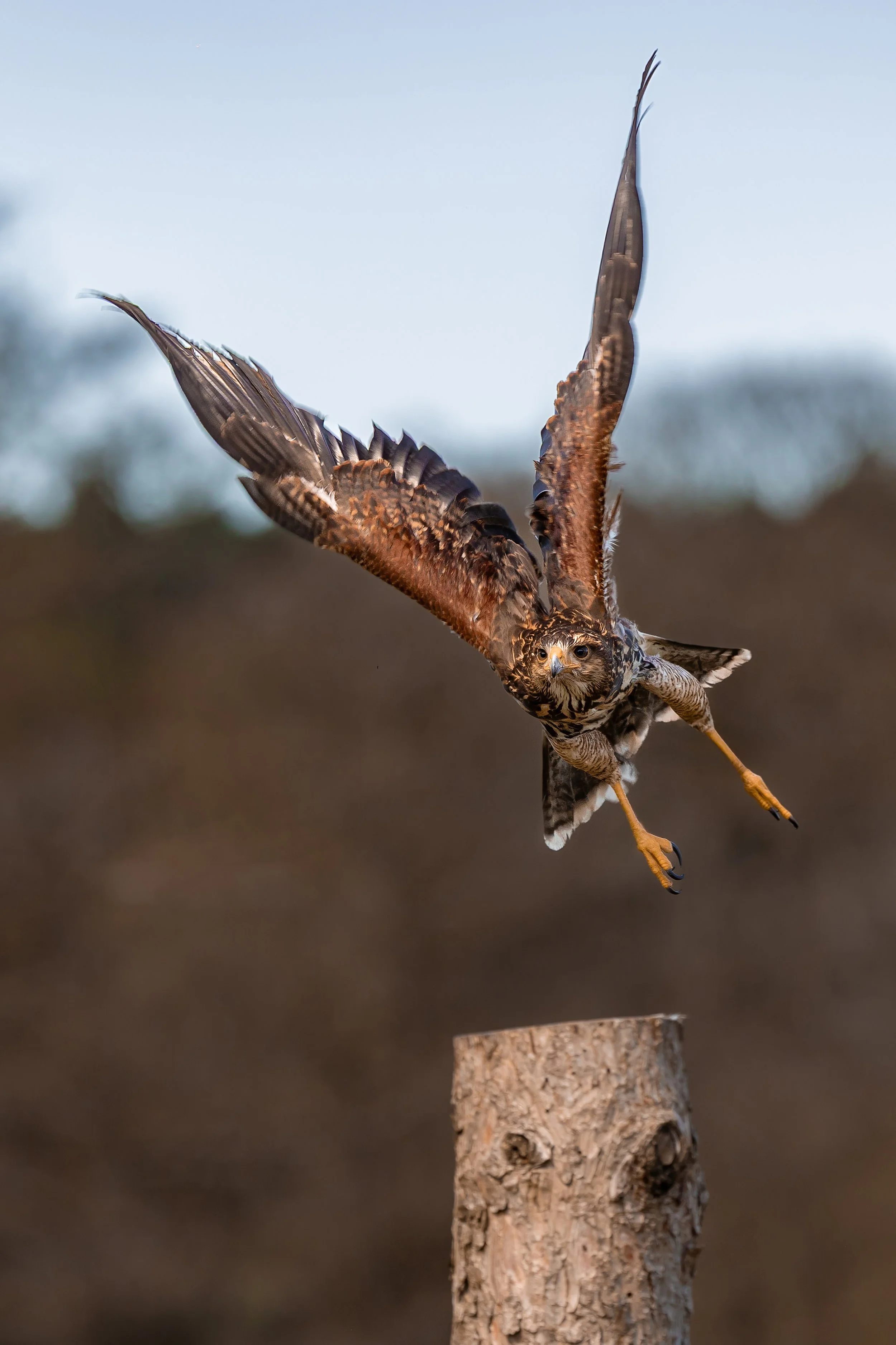 bird of prey at chester zoo