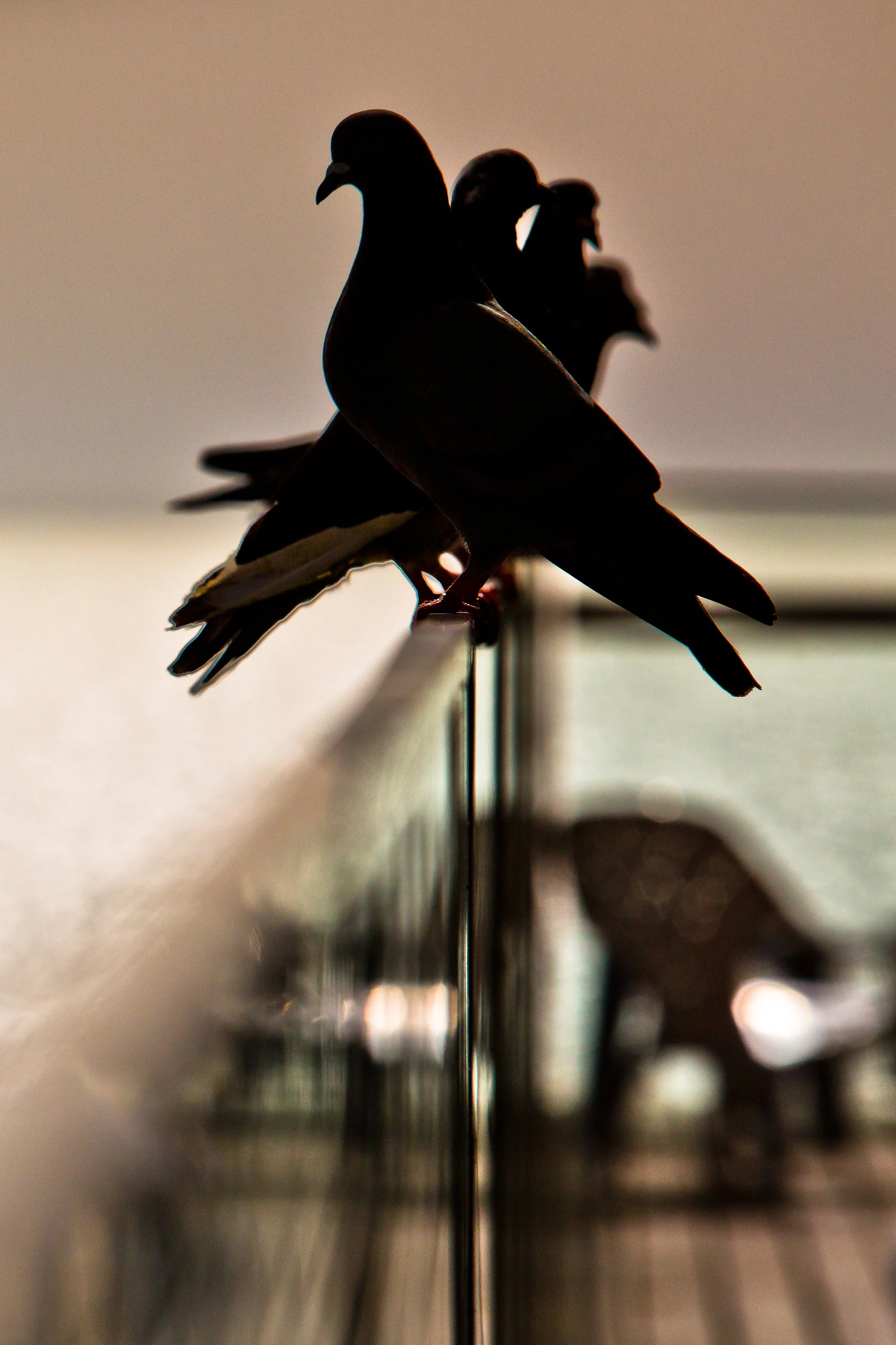 four bird silhouettes sitting in sunset