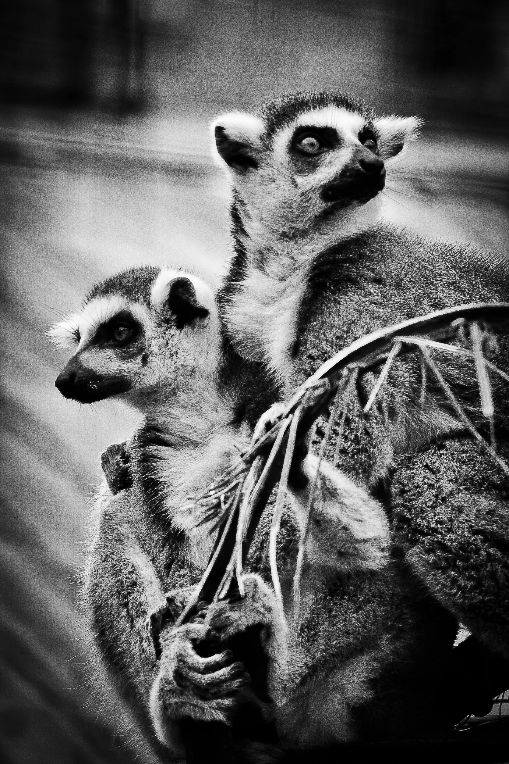 striking black and white portrait of two leemars
