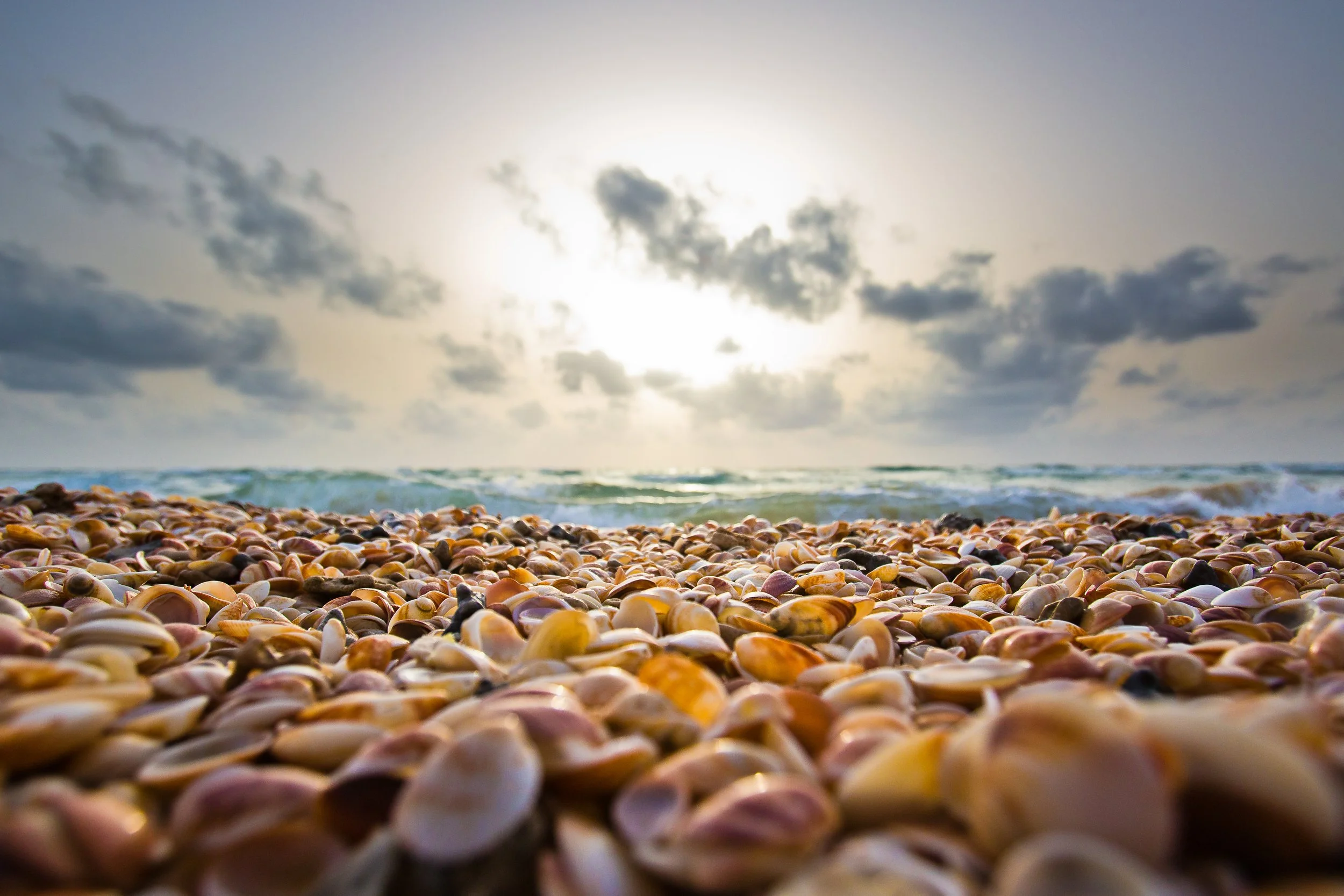 landscape of shells on beach with sea in background