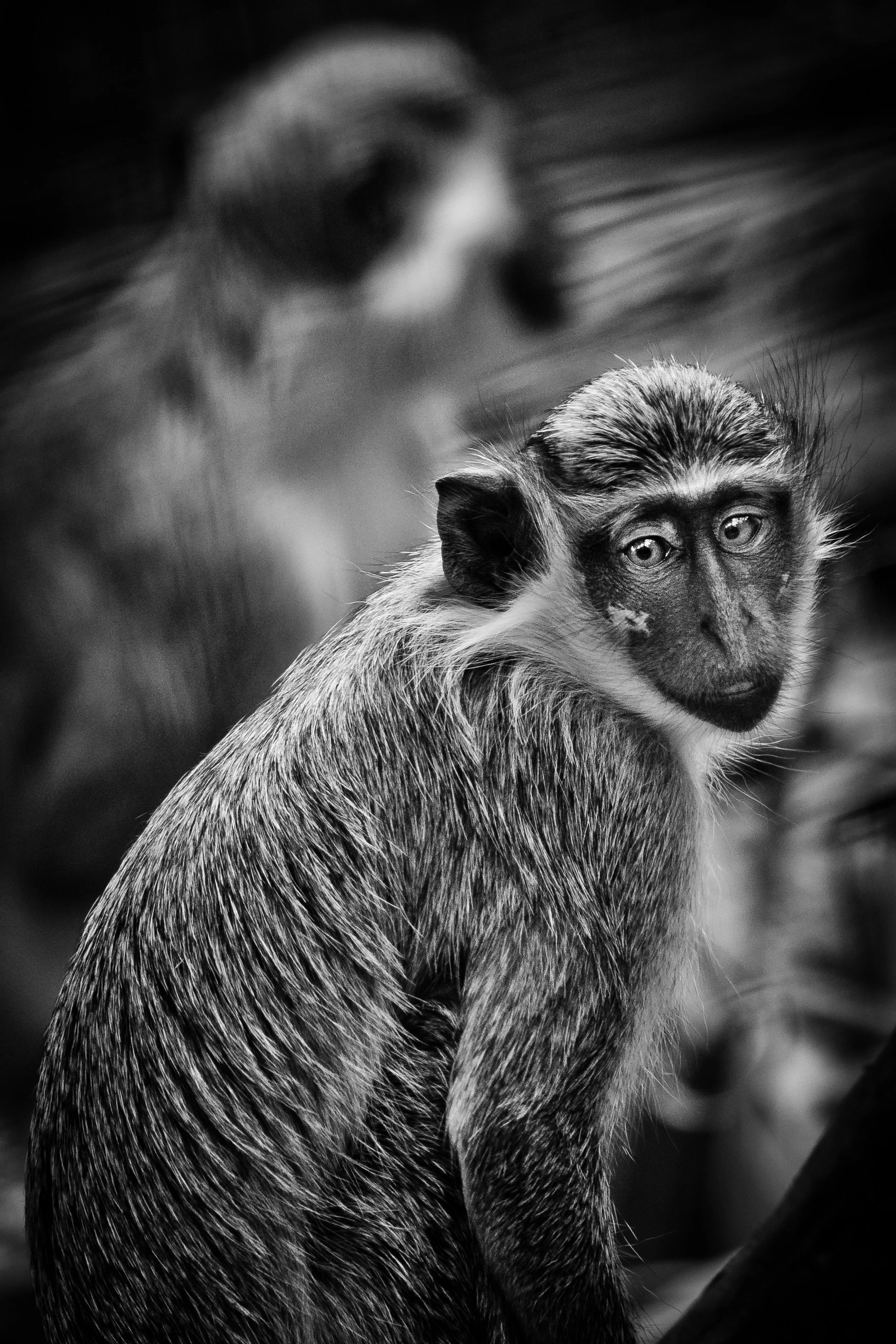 striking black and white portrait of monkey