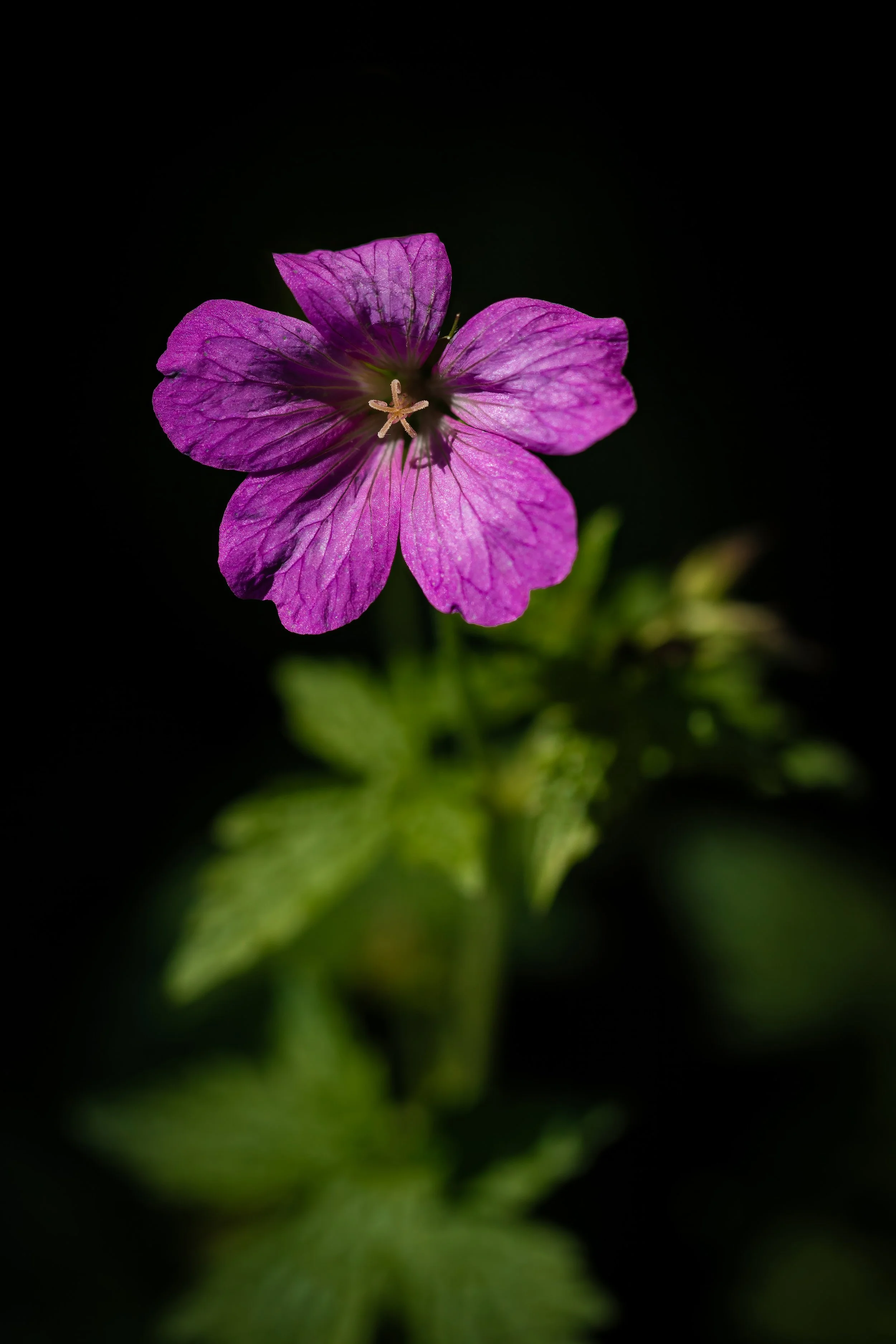 macro photography of pink flower in garden