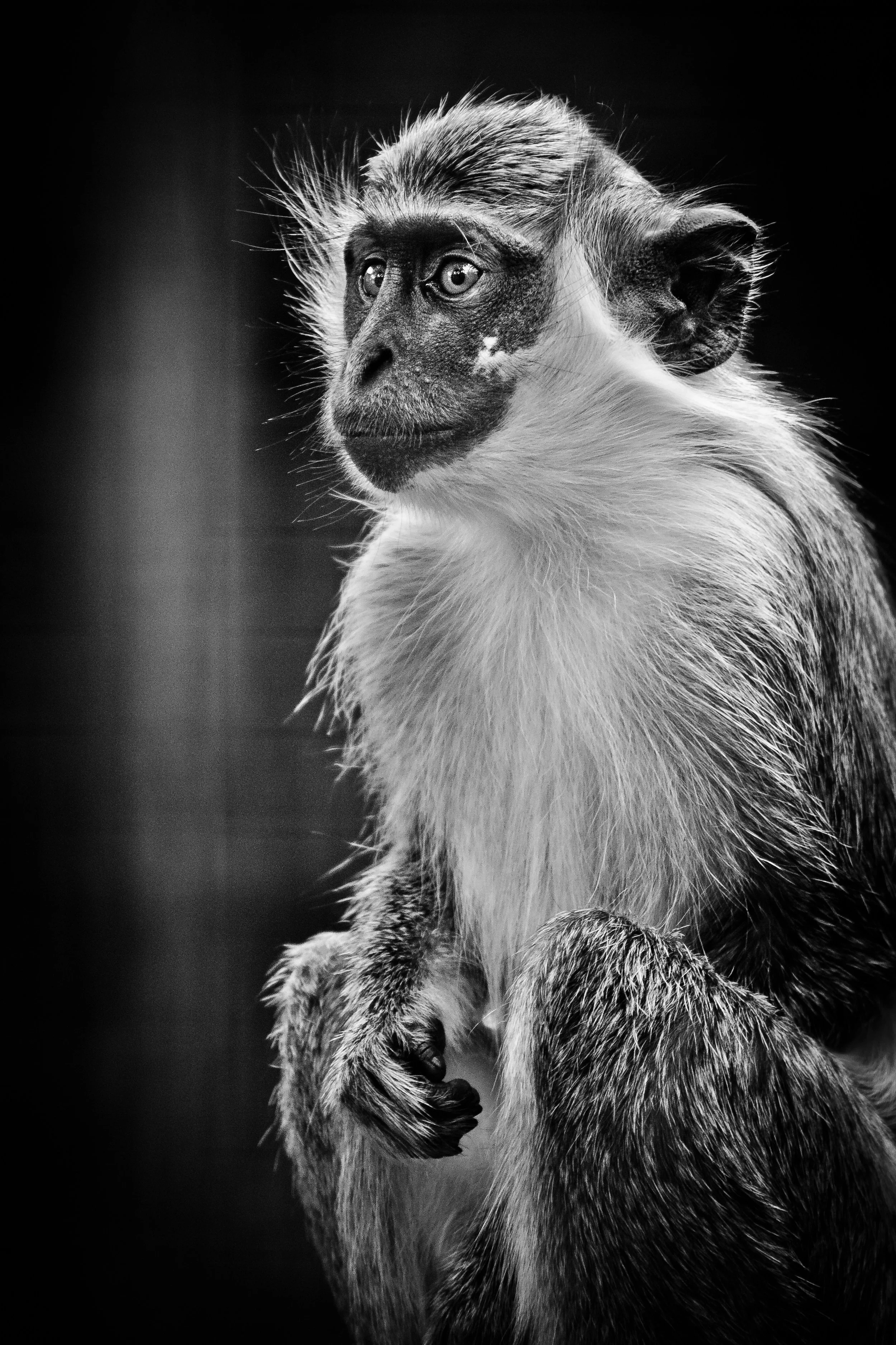 striking black and white portrait of monkey with black background