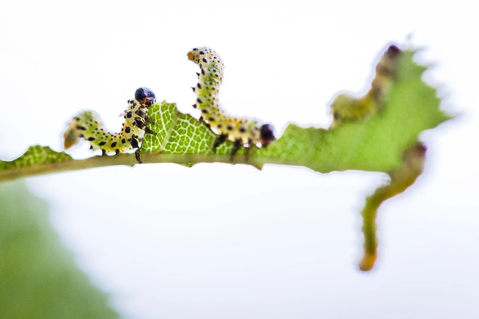 four baby caterpillars eating leaf