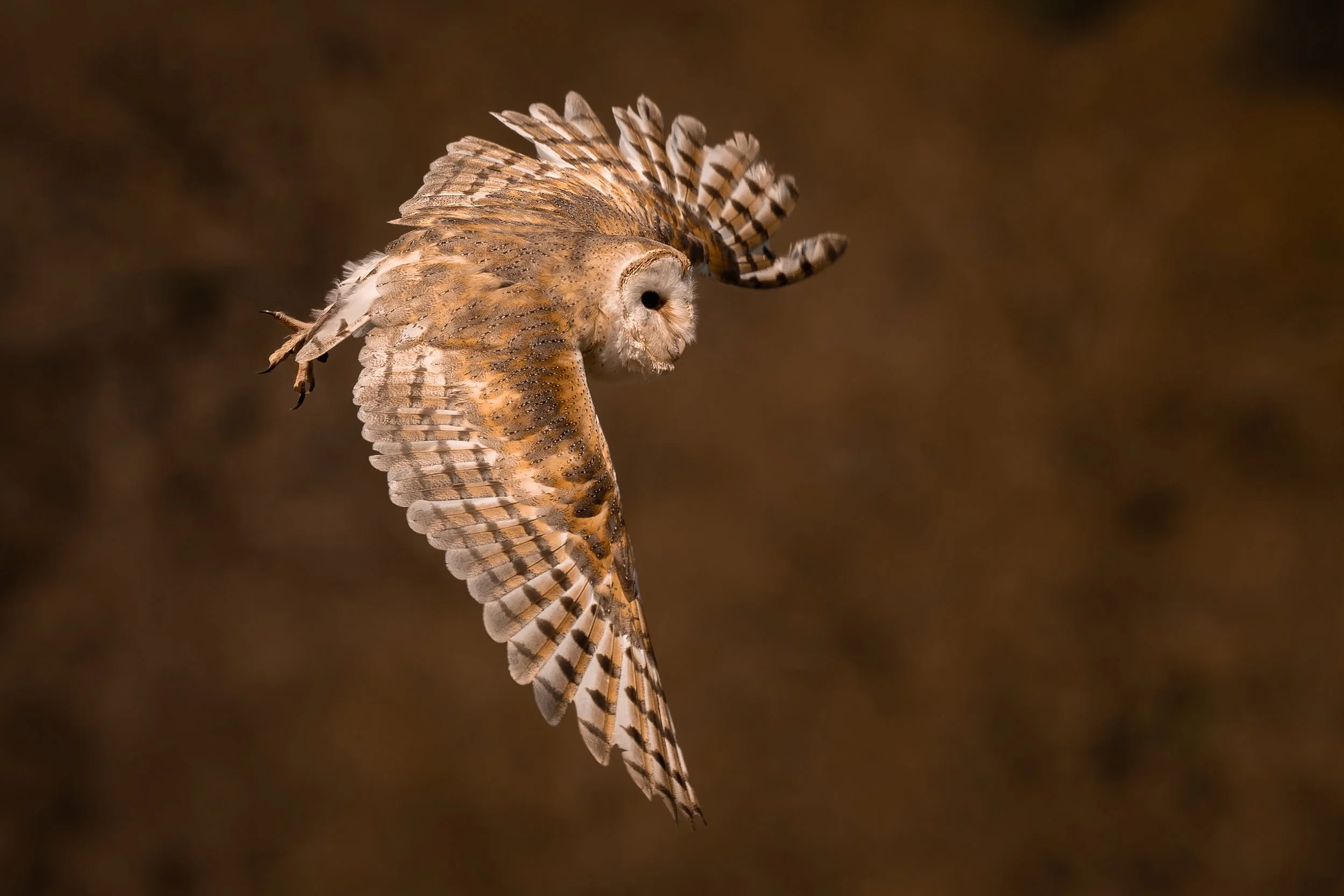 snowy owl in flight at chester zoo