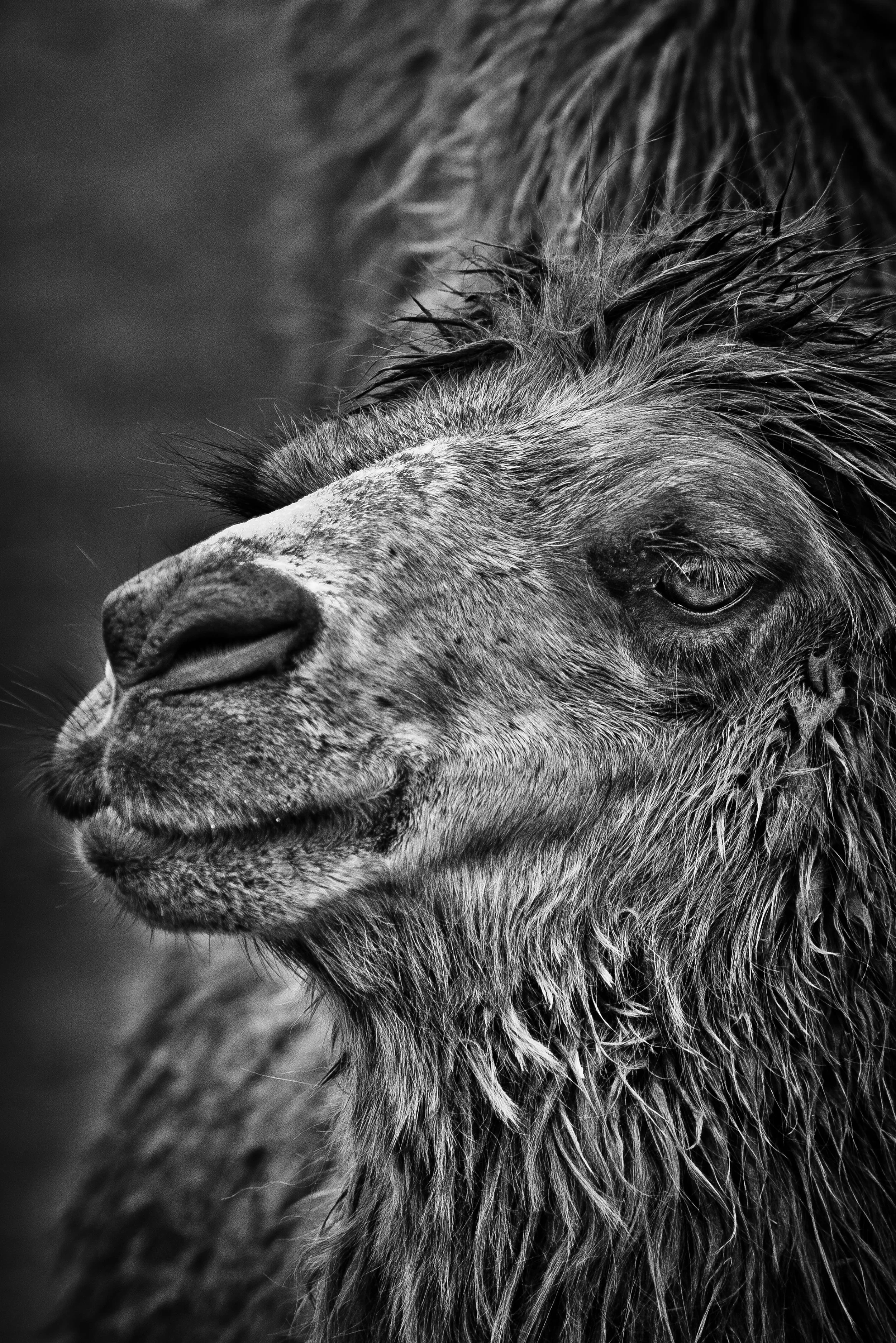 striking black and white portrait of camel with black background