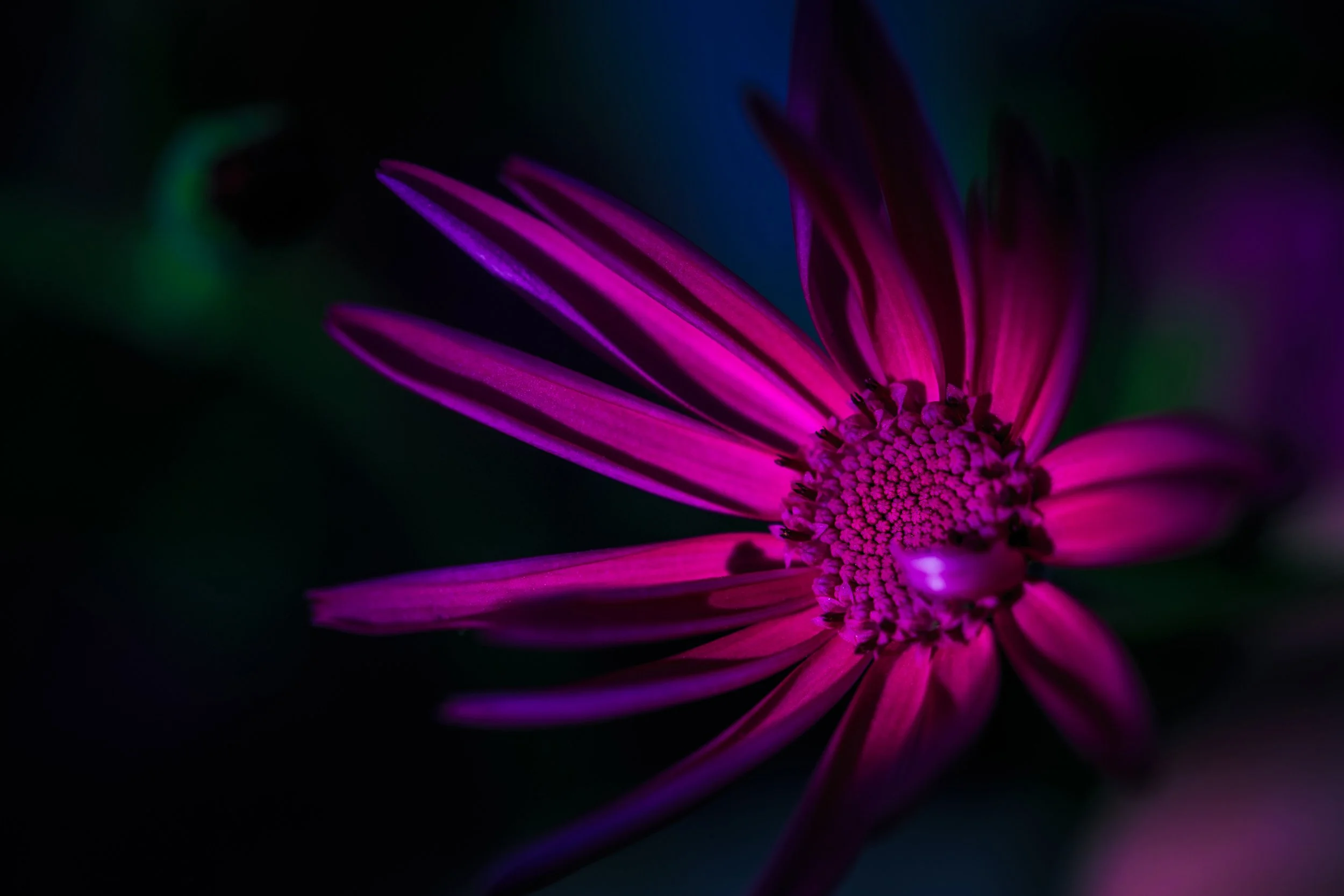dramatic pink cineraria flower macro close-up photograph in garden