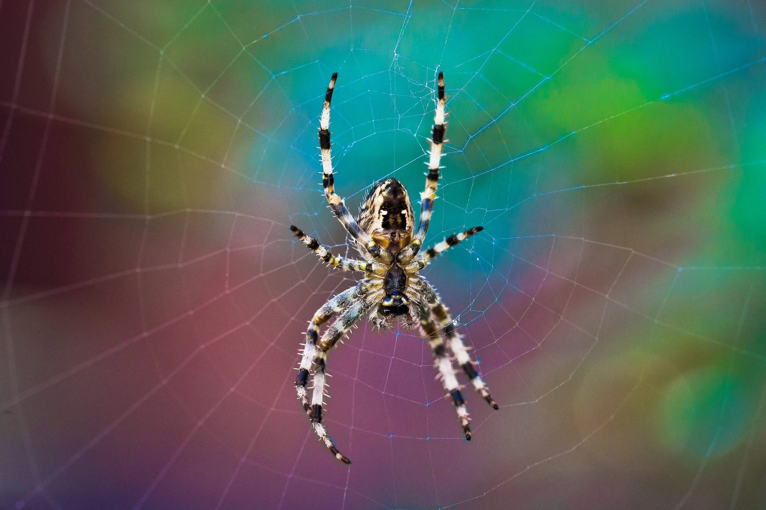 spider on web with colourful background