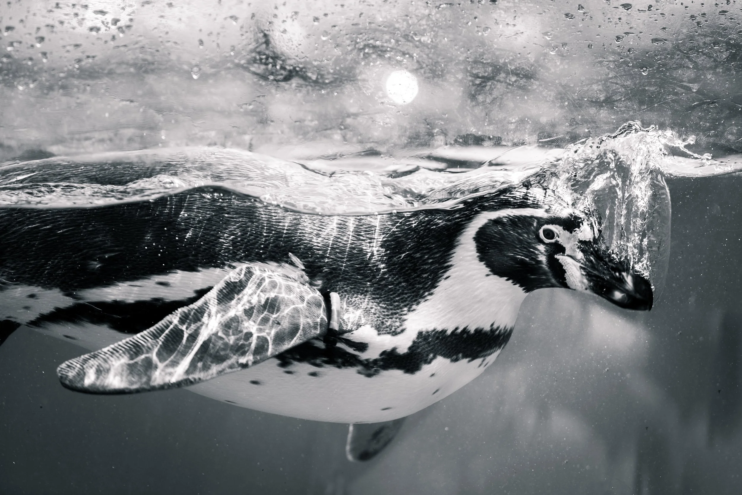 black and white portrait of penguin dipping under water