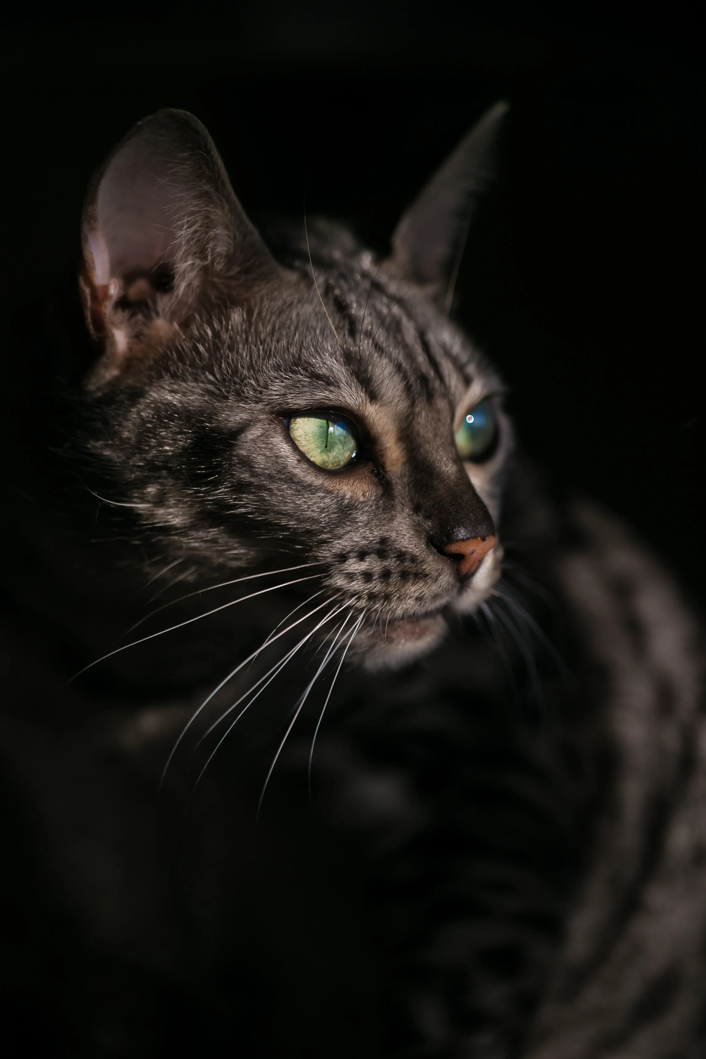 striking portrait of cat with black background