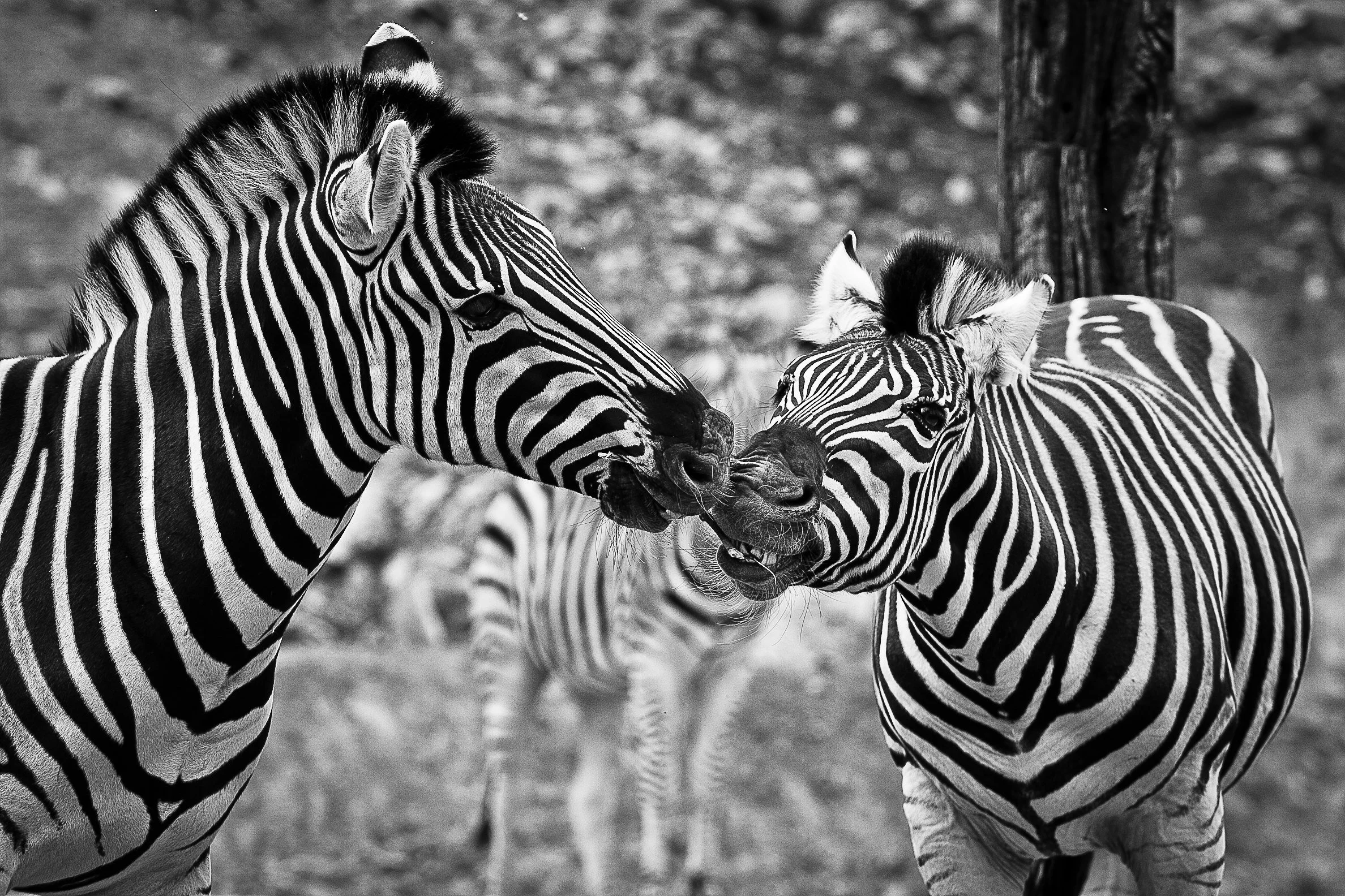 two zebras fighting over food at safari