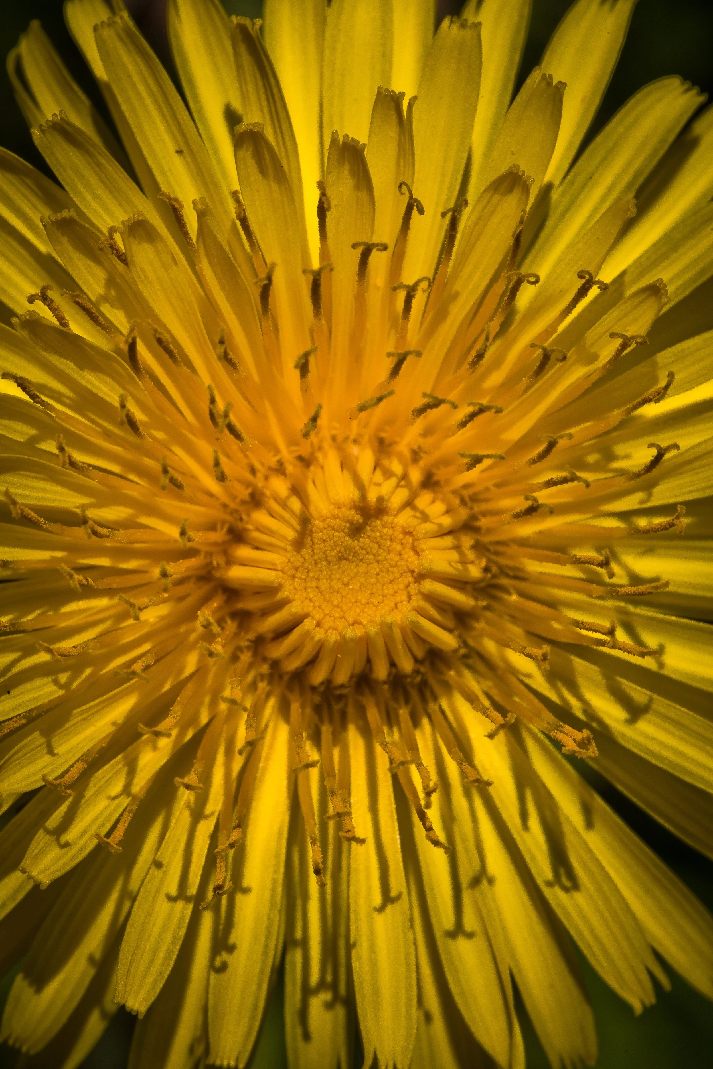 close-up of yellow dandelion