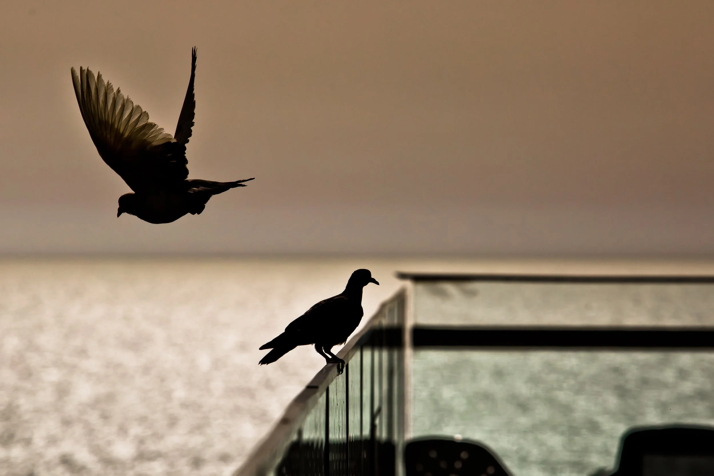 two birds silhouette flying and sitting at sunset with sea in background