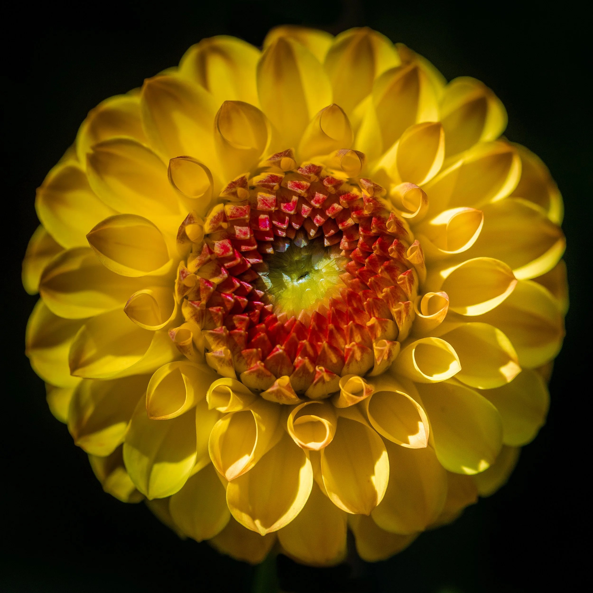yellow flower macro photography up close
