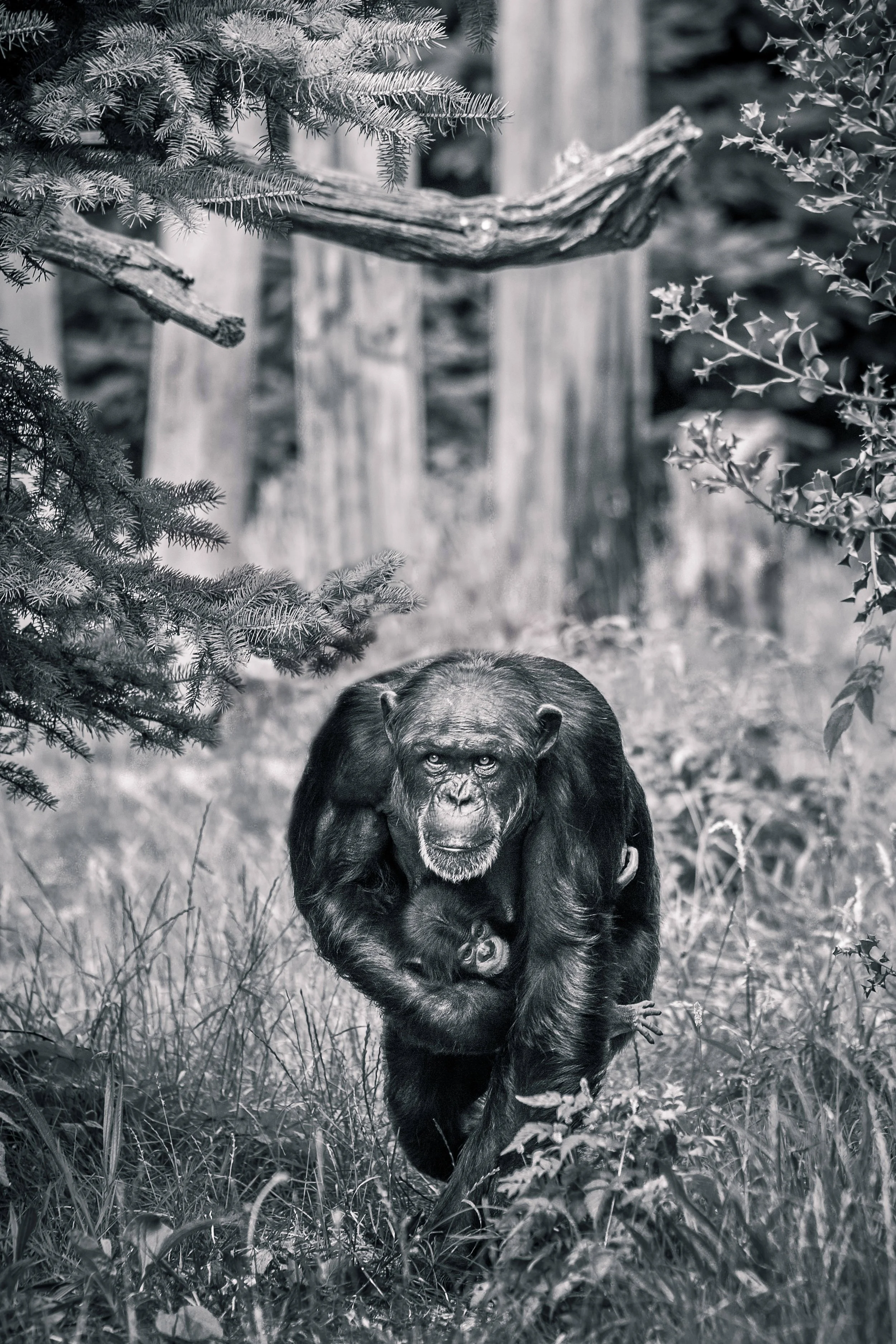 black white portrait of chimpanzee mother carrying baby at Chester Zoo
