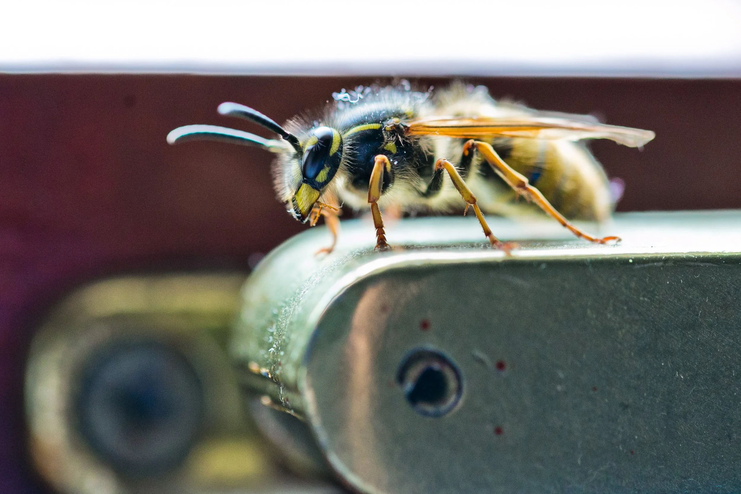 wasp indoors on window frame