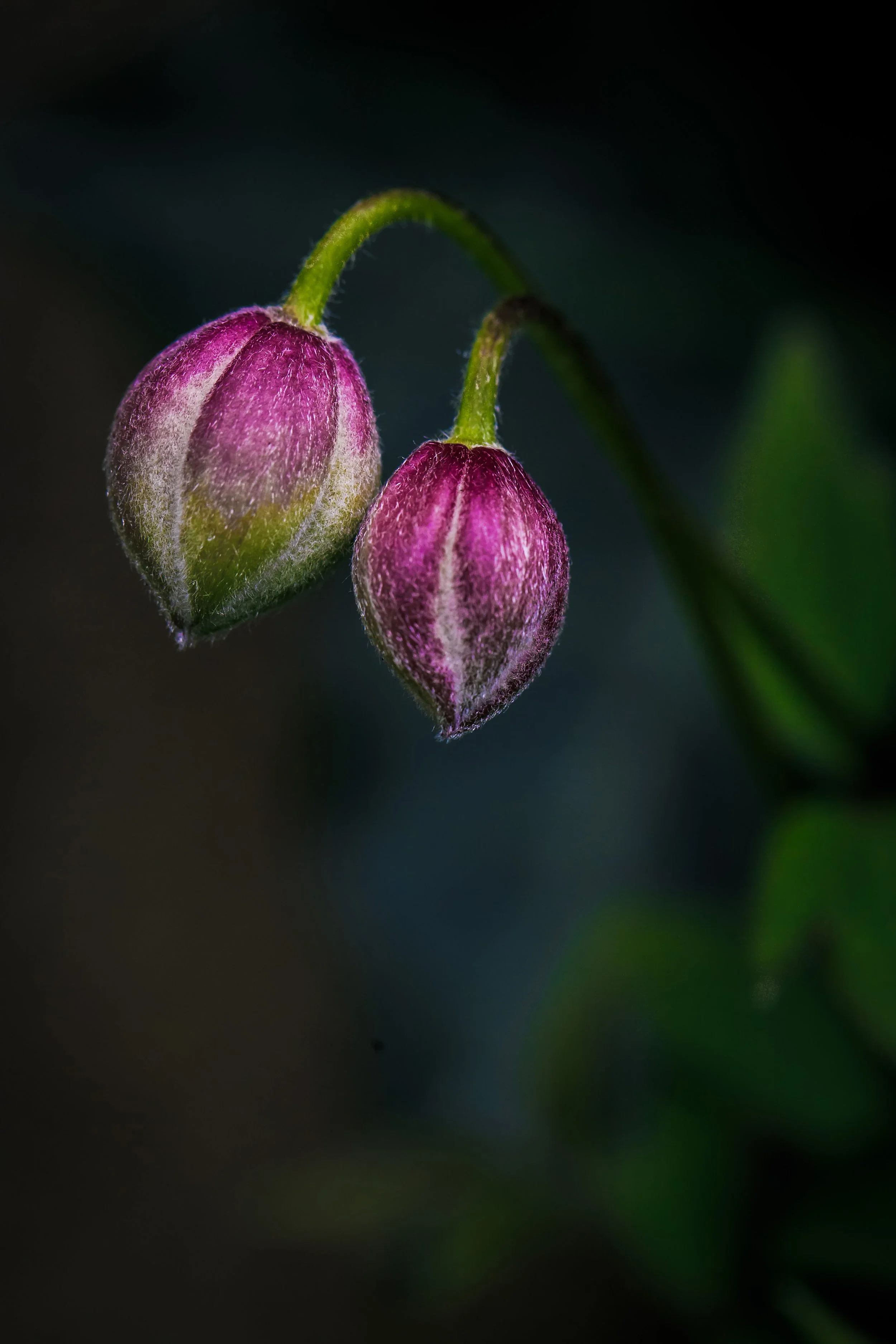 two pink flower buds macro photography nature insect up close 