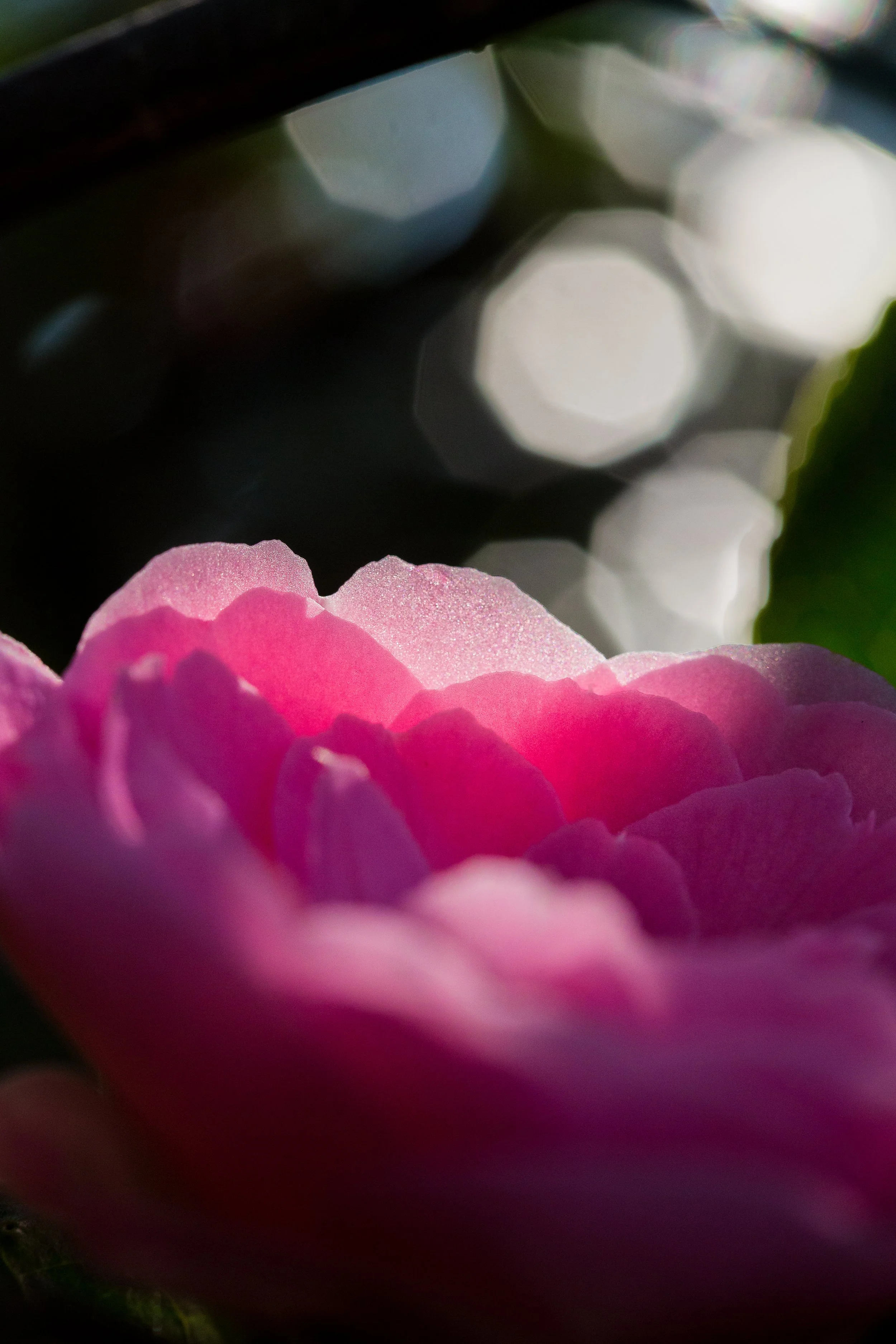 nature-photography-pink-rose-flower-macro-3.jpg