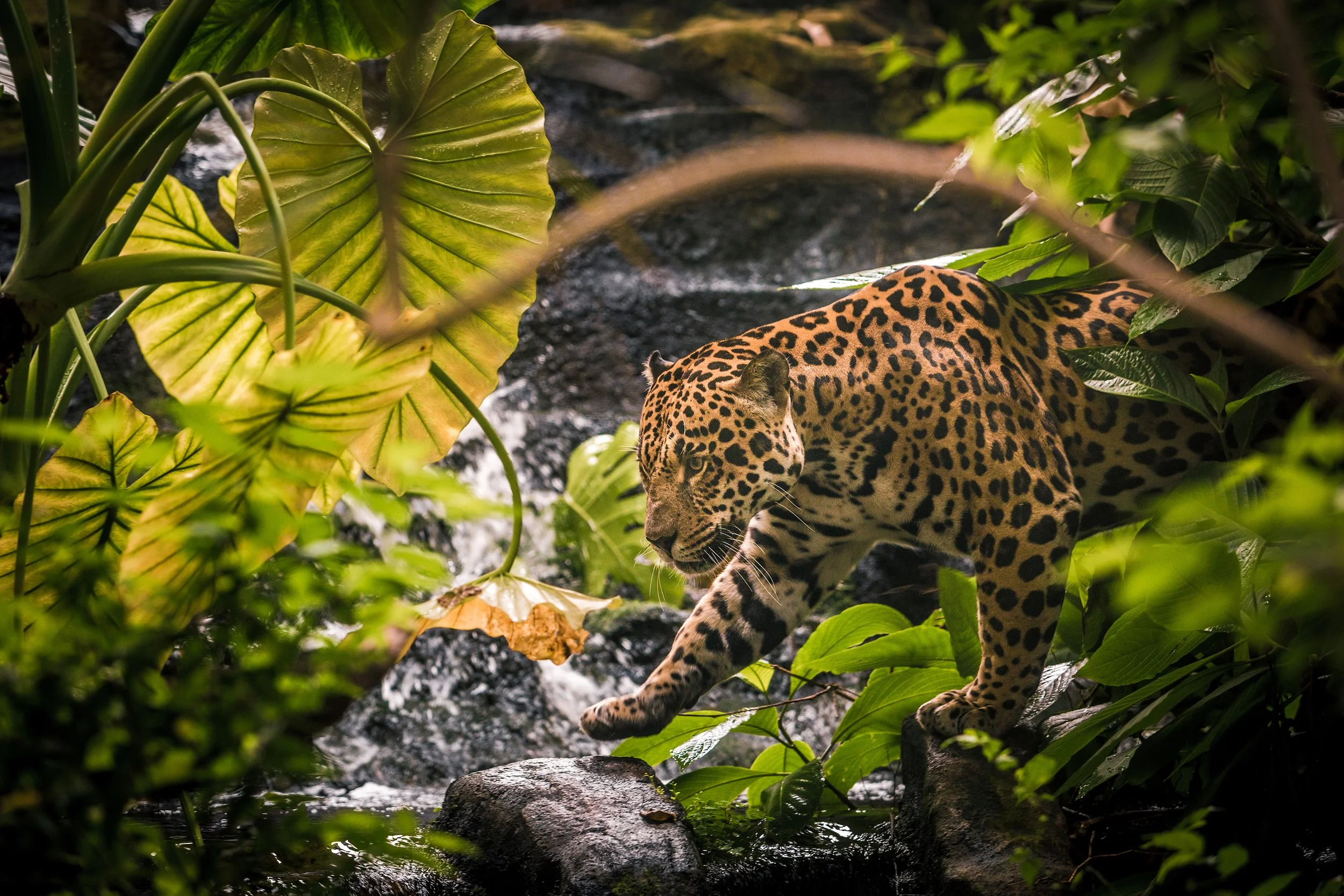 leopard walks across stream in enclosure at chester zoo