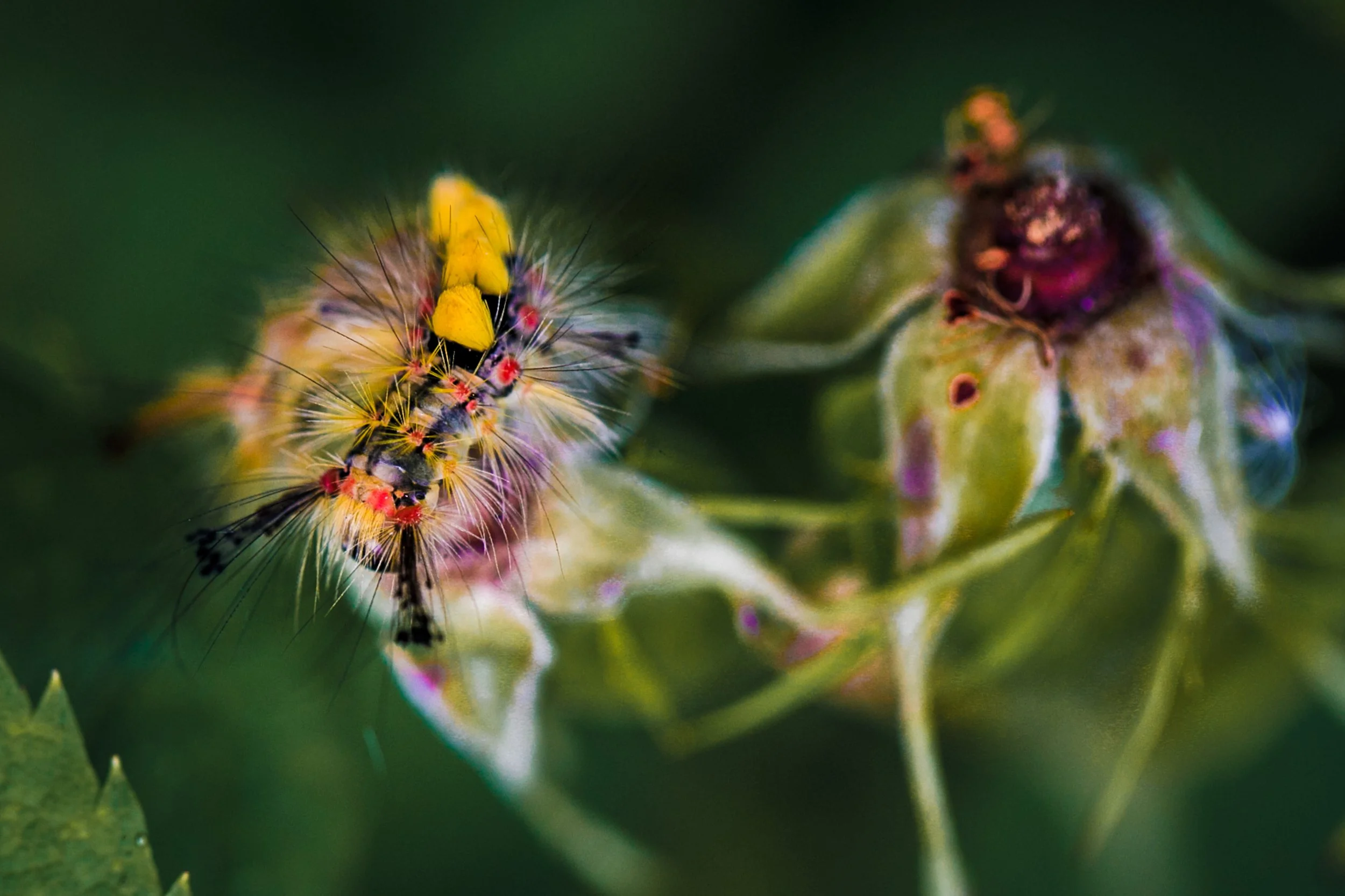 two vapourer moth caterpillars macro nature photography