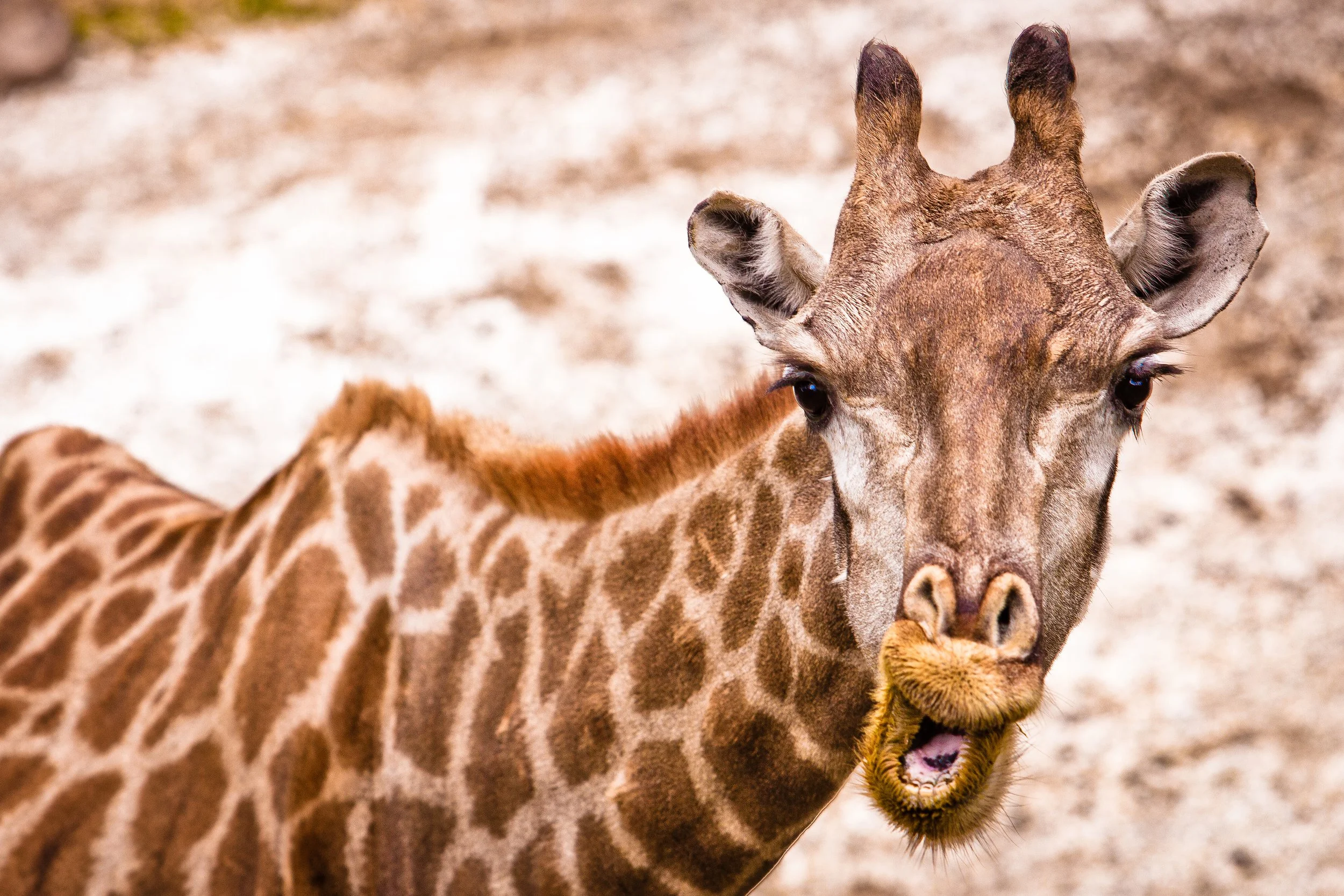 smiling giraffe at safari