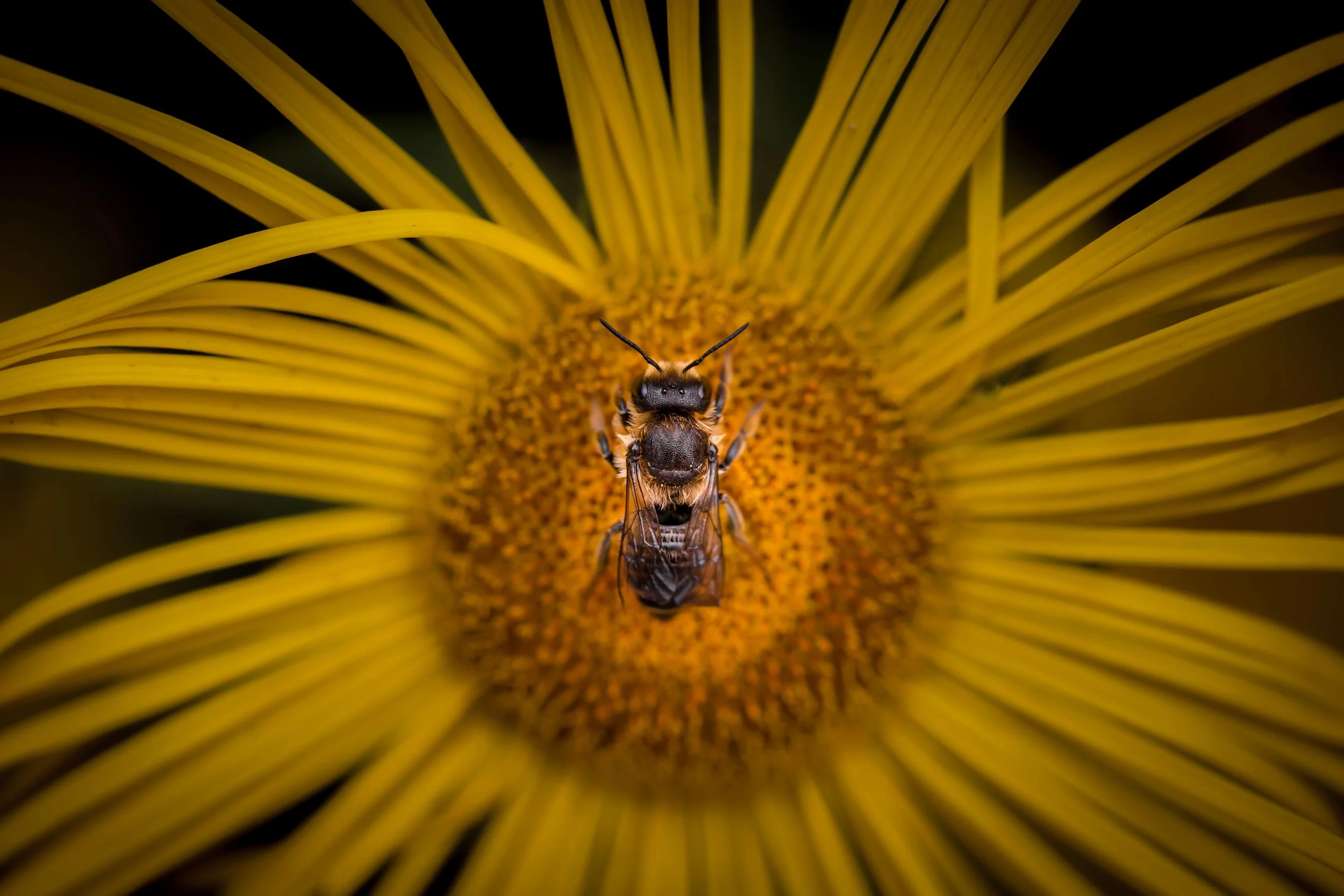 bee sitting on pollen in center of sunflower