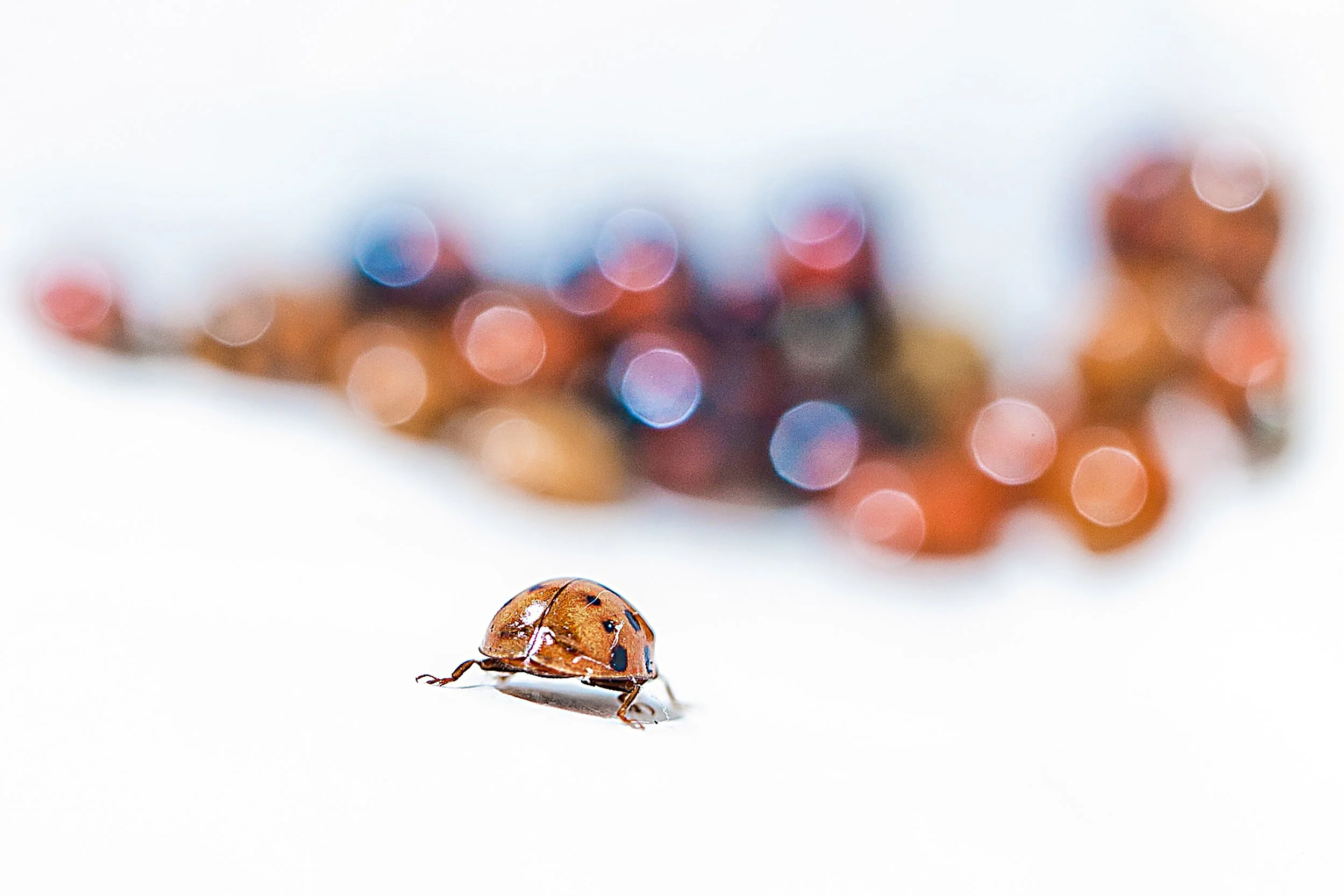 macro nature photography of single ladybird returning to cluster