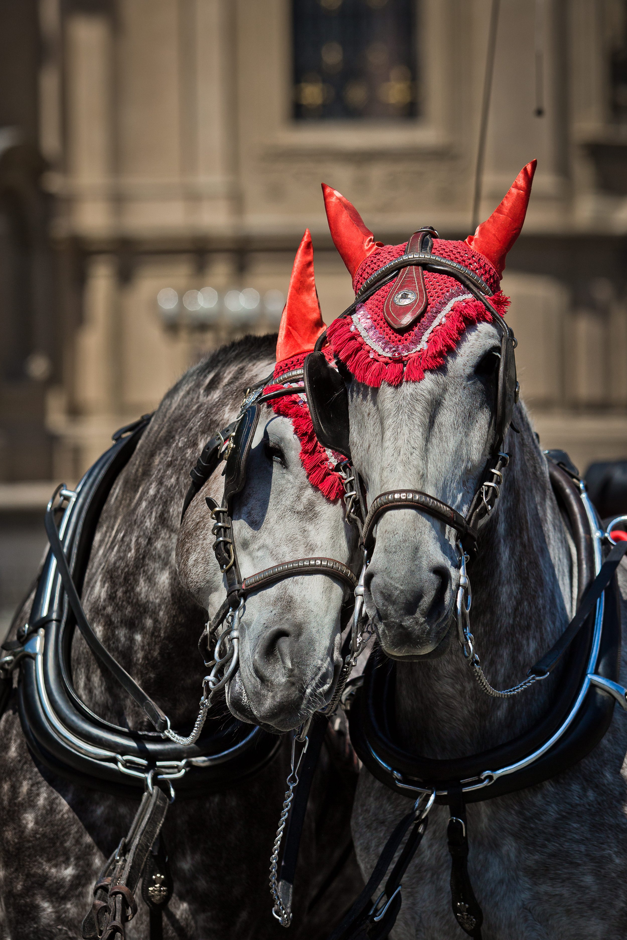 two horse cuddling in Prague