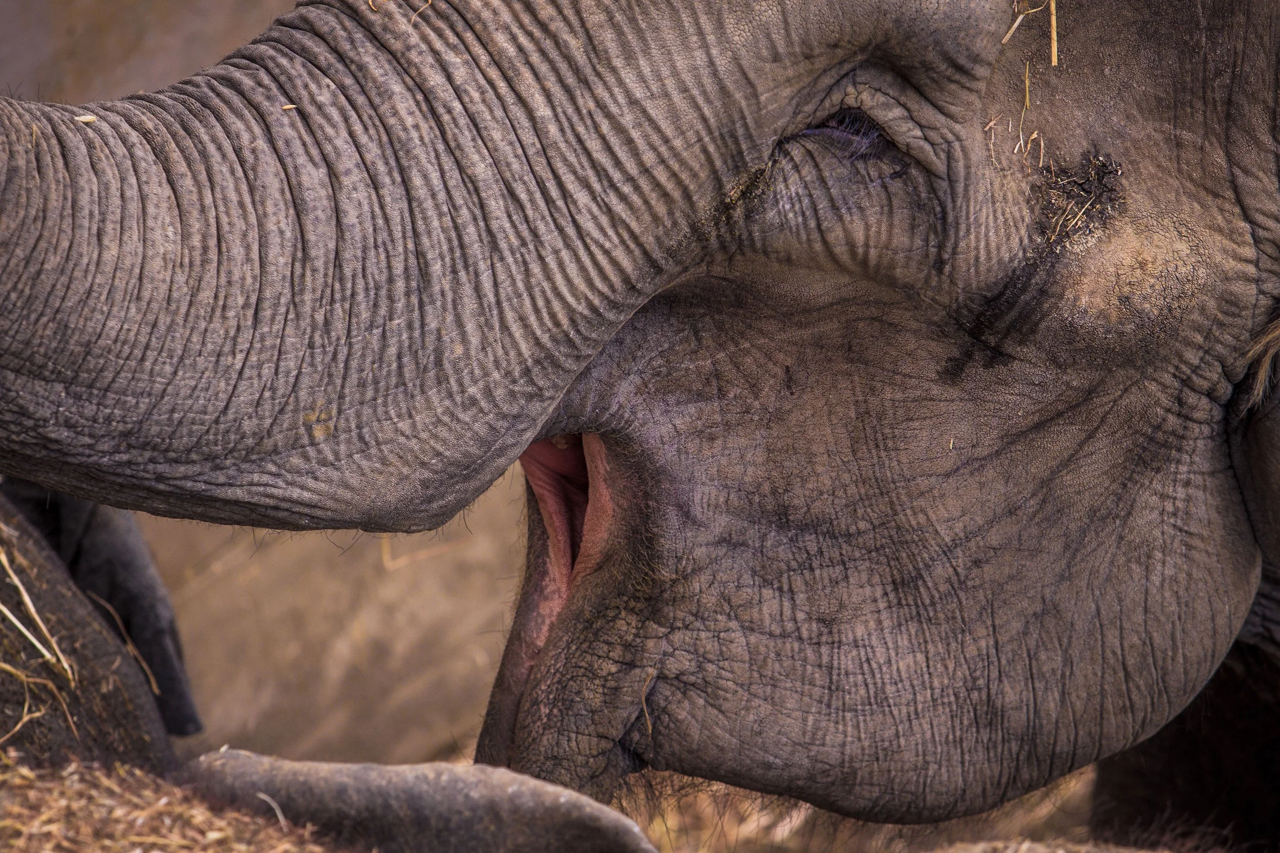 close up of elephant mouth and eye whilst eating