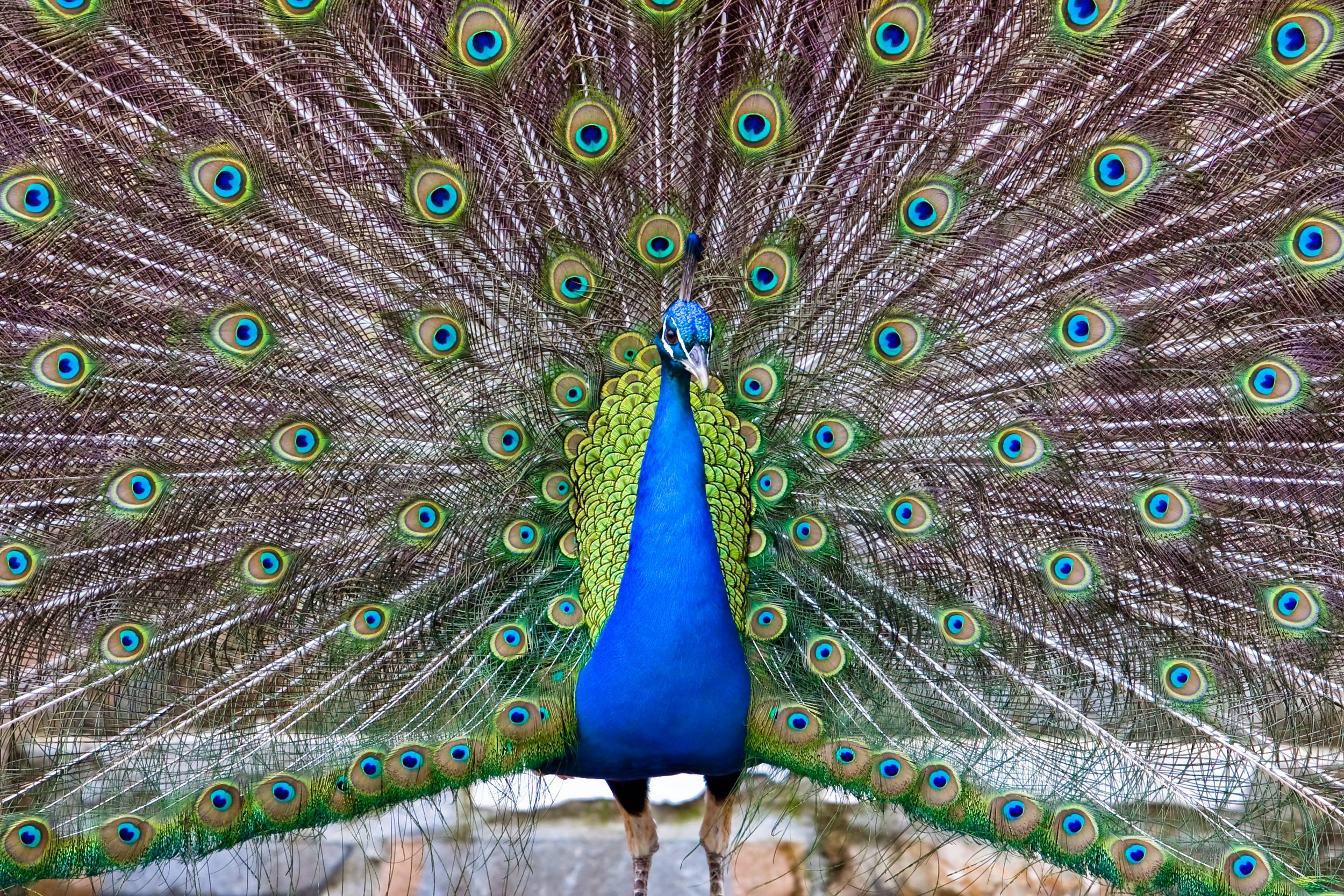 male peacock spreads its feathers in heaton park farm
