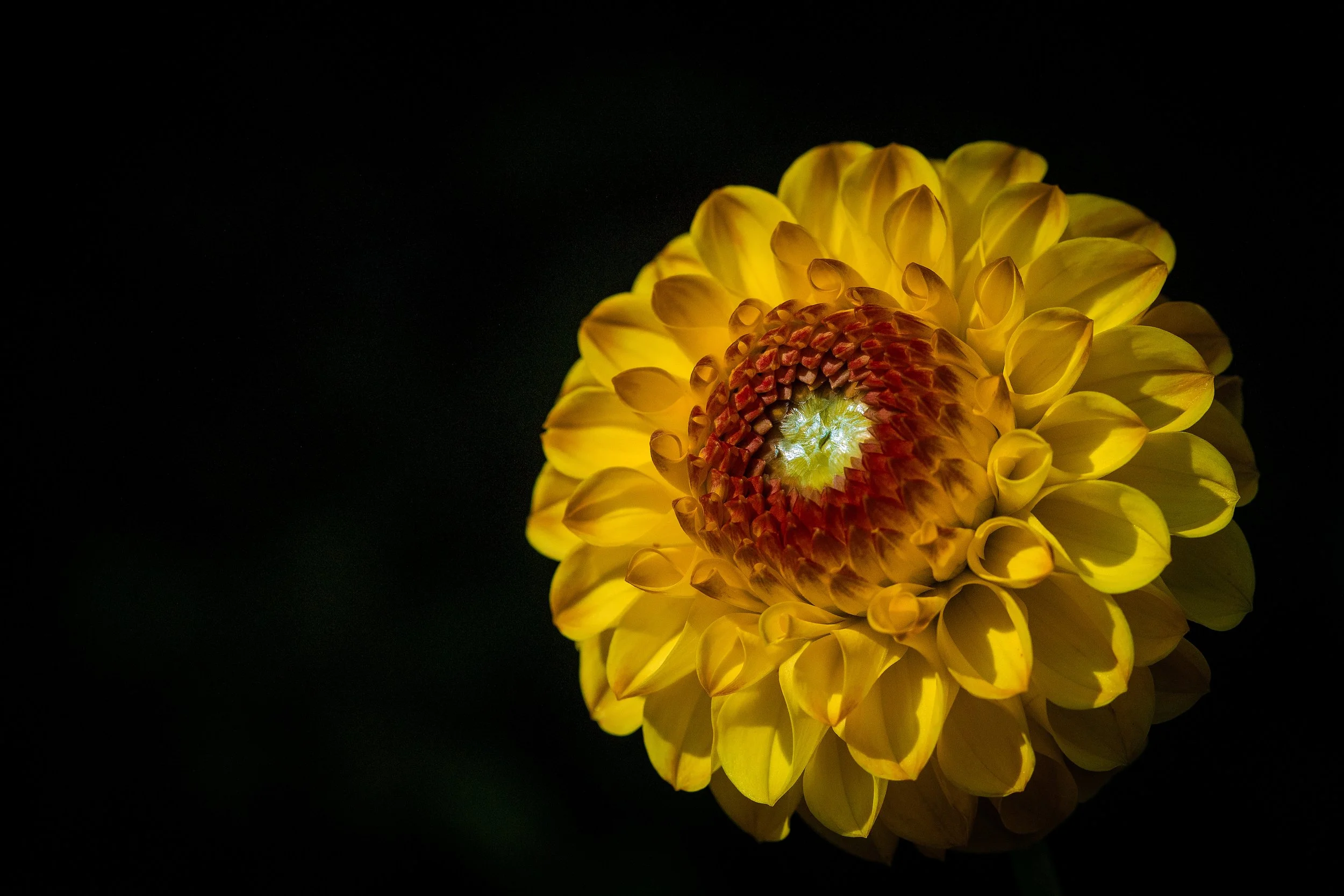 yellow flower with black background