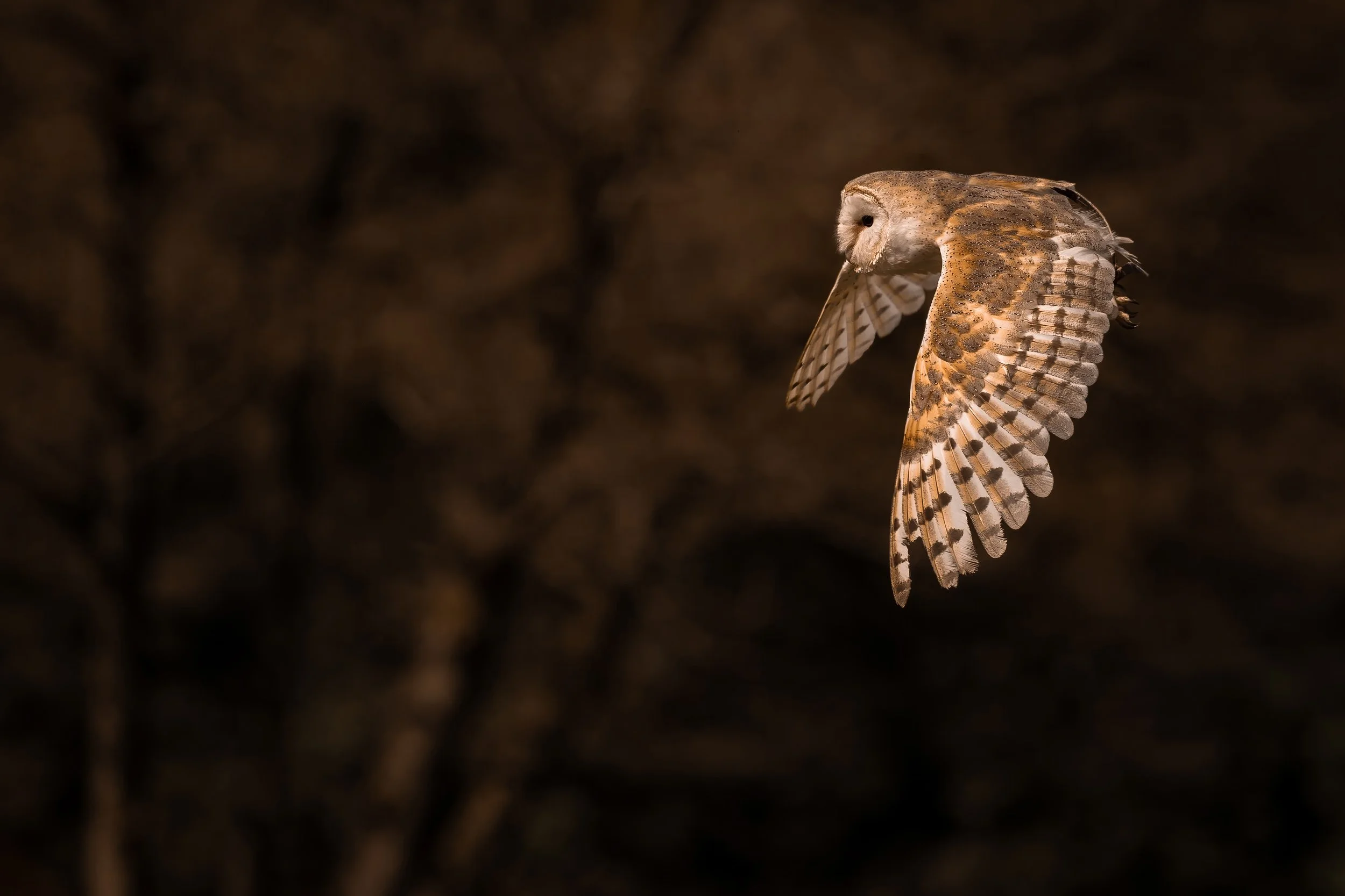 snowy owl in flight at chester zoo