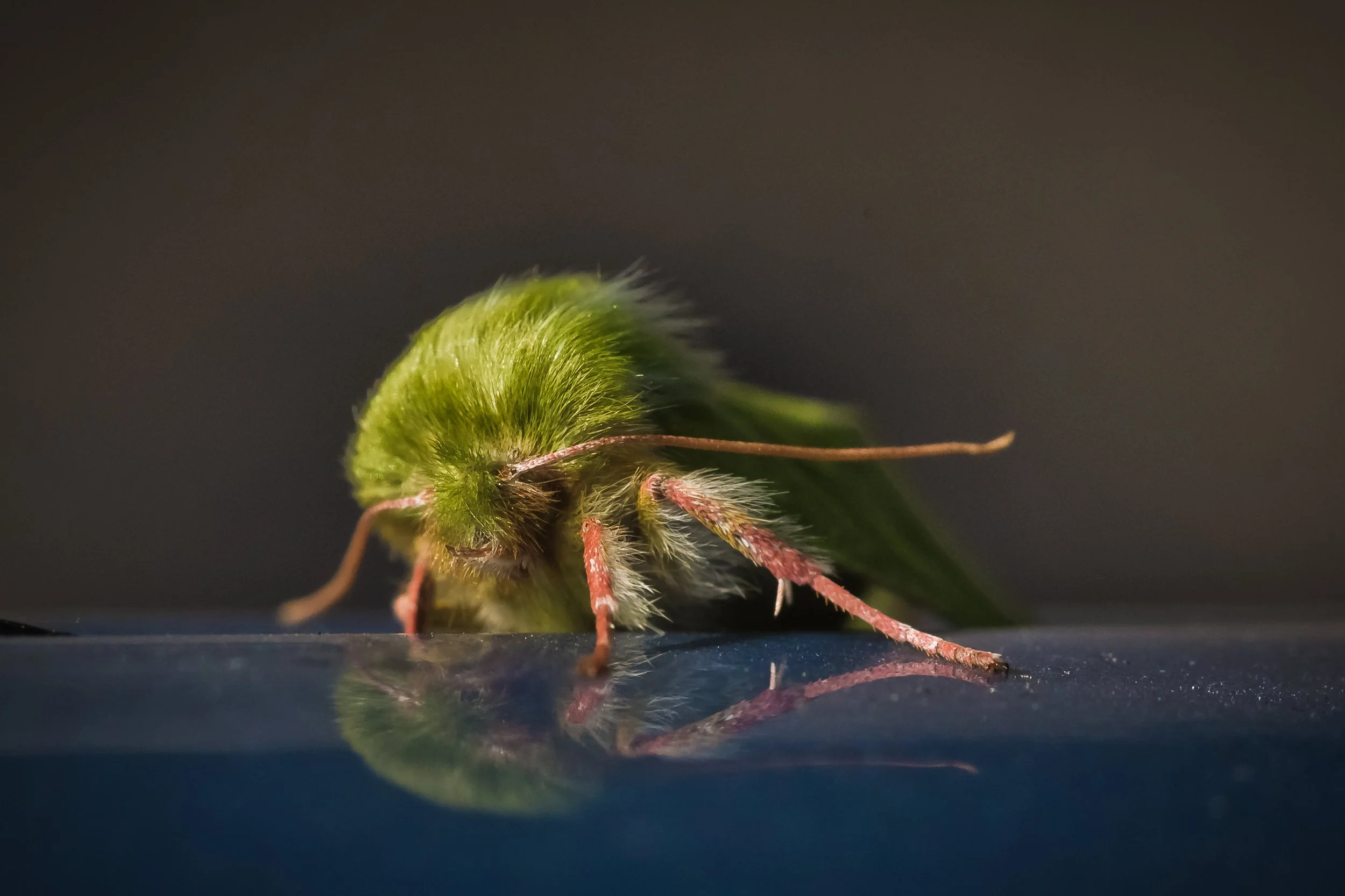 hairy green moth nature portrait