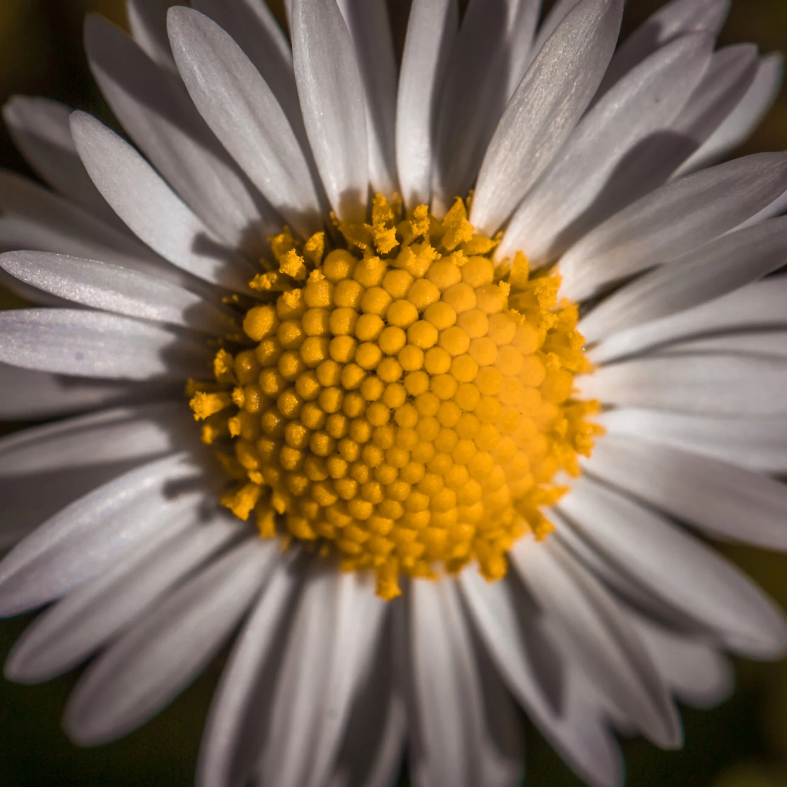 close up macro photo of daisy in garden