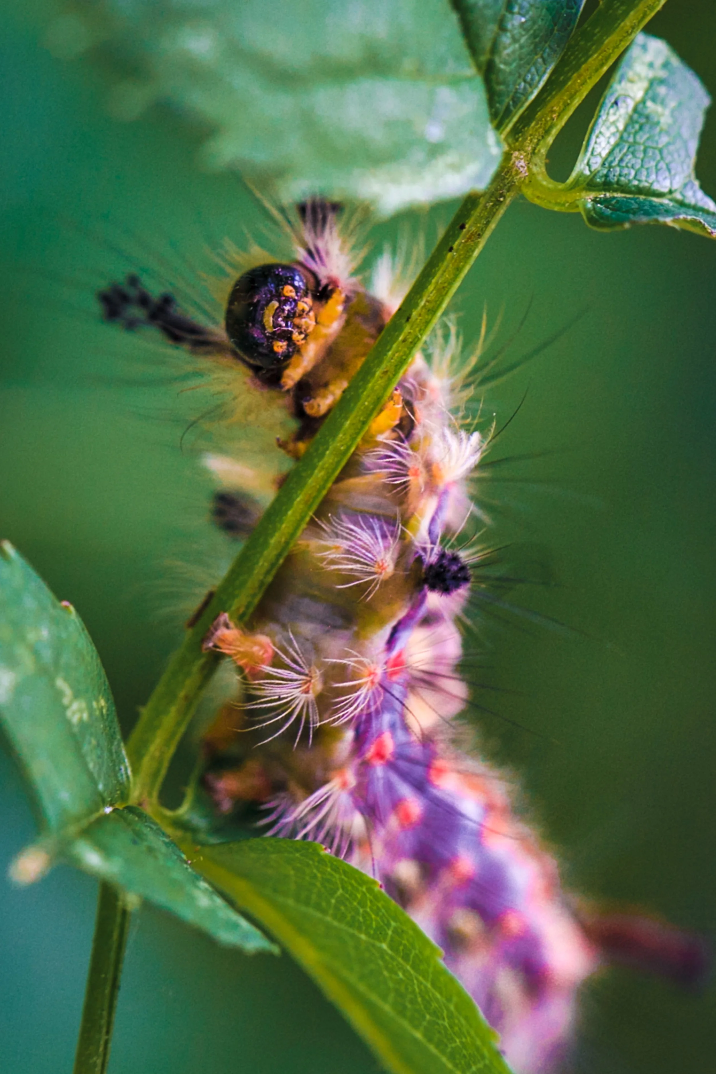 vapourer moth caterpillar with face macro nature photography