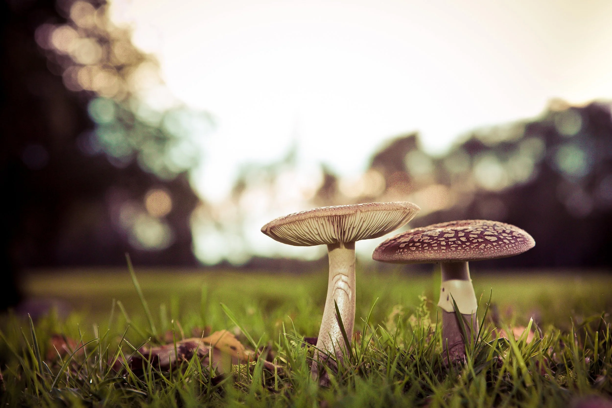 two mushrooms on whitefield golf course